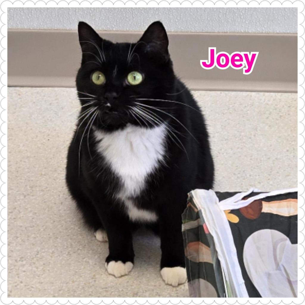 Enlarge Joey, a Adopted mixed breed in North Saint Paul, MN image 5/6