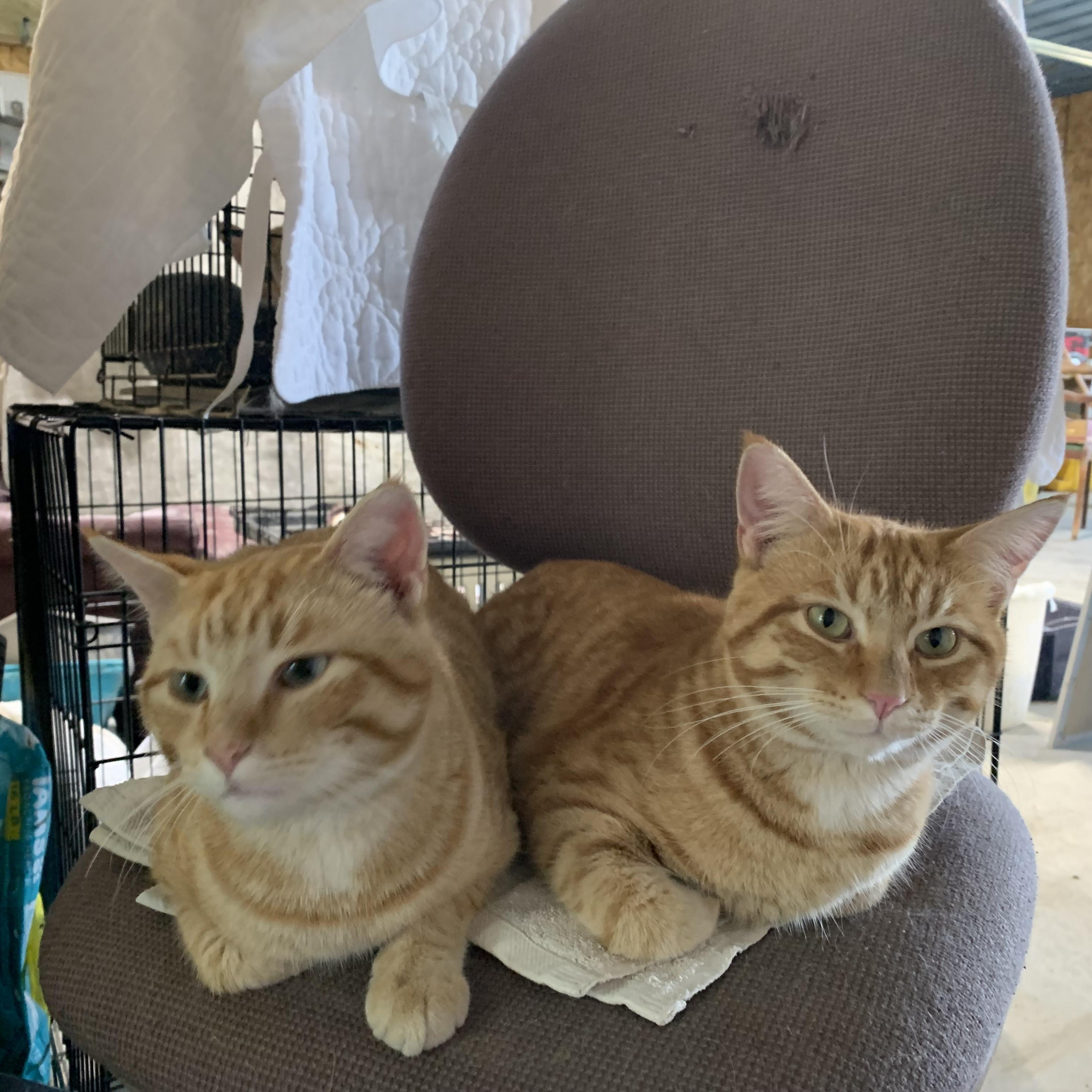 Enlarge Harry, a Adoptable Domestic Short Hair in Stockholm, WI image 3/3