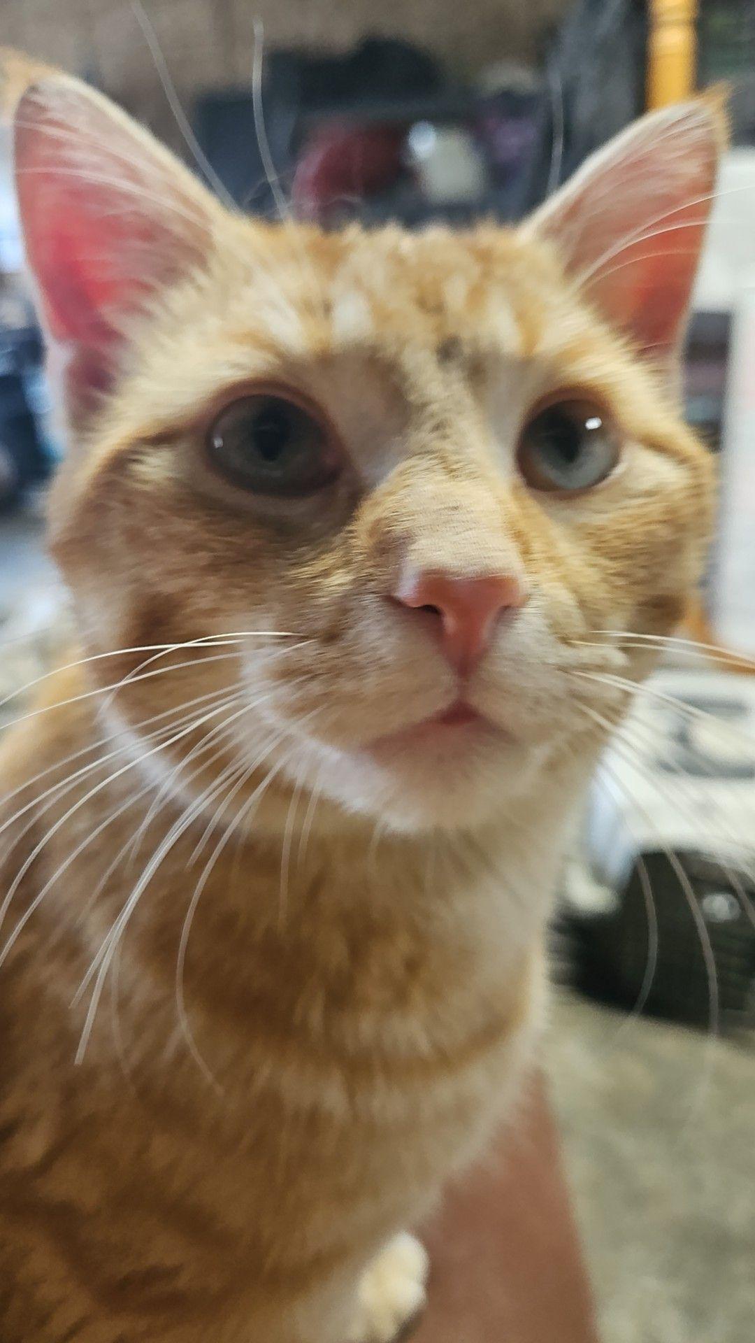 Harry, Adoptable, Young Male Domestic Short Hair.