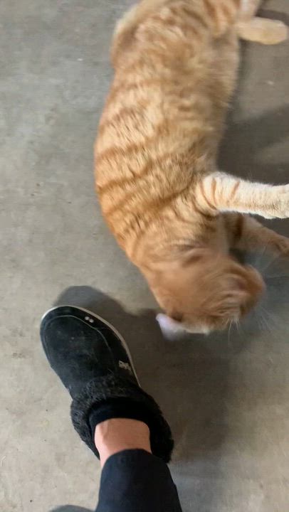 Enlarge Harry, a Adoptable Domestic Short Hair in Stockholm, WI video 2/3