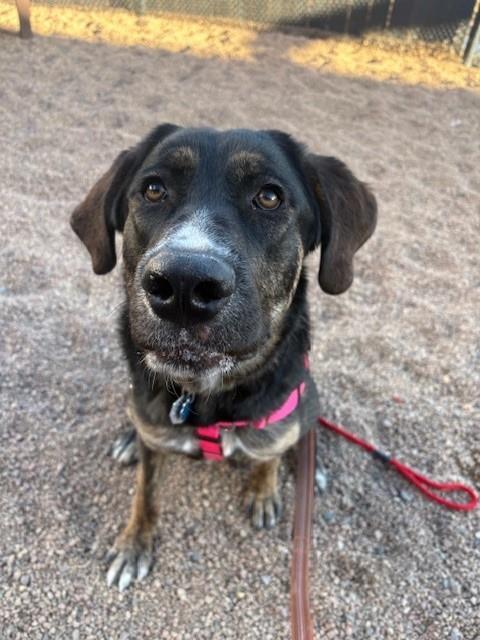 Enlarge BROOK, a Adoptable mixed breed in Brighton, CO image 1/1
