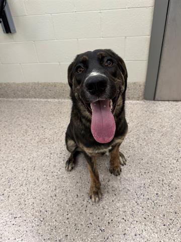 Enlarge BROOK, a Adoptable mixed breed in Brighton, CO image 1/1