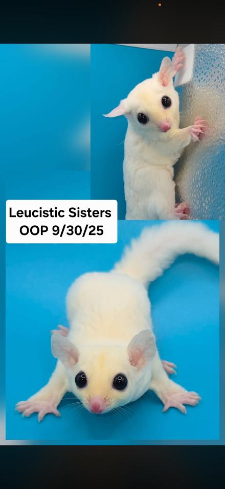 Cupid & Honey, ADOPTABLE, Baby Female Sugar Glider.