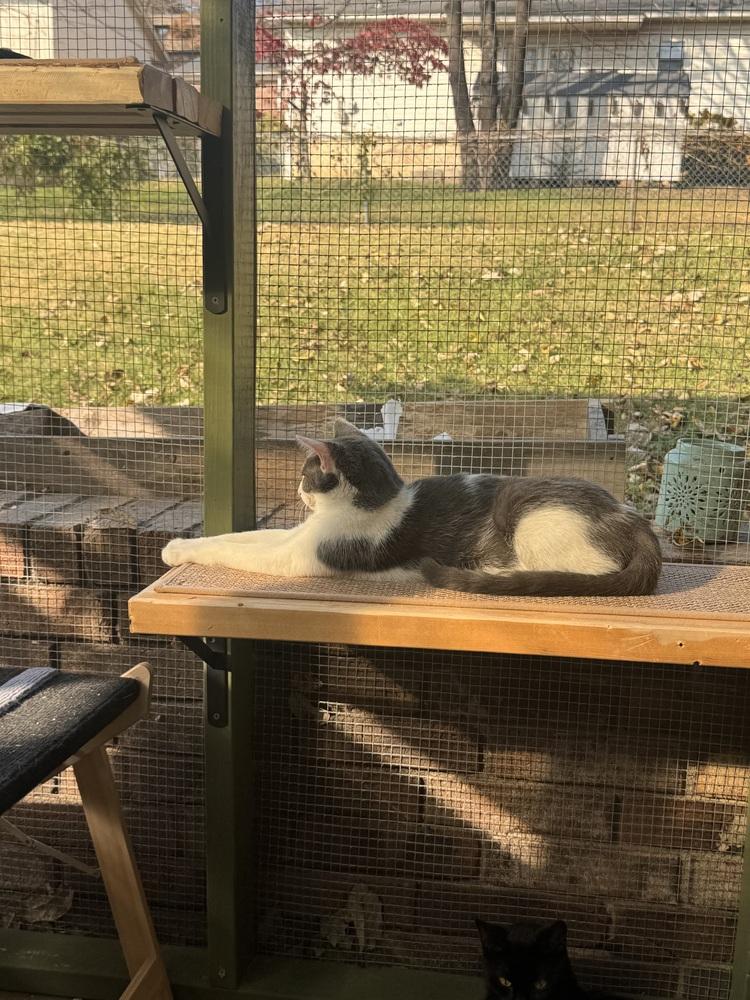 Bailey, Adoptable, Kitten Male Domestic Short Hair.