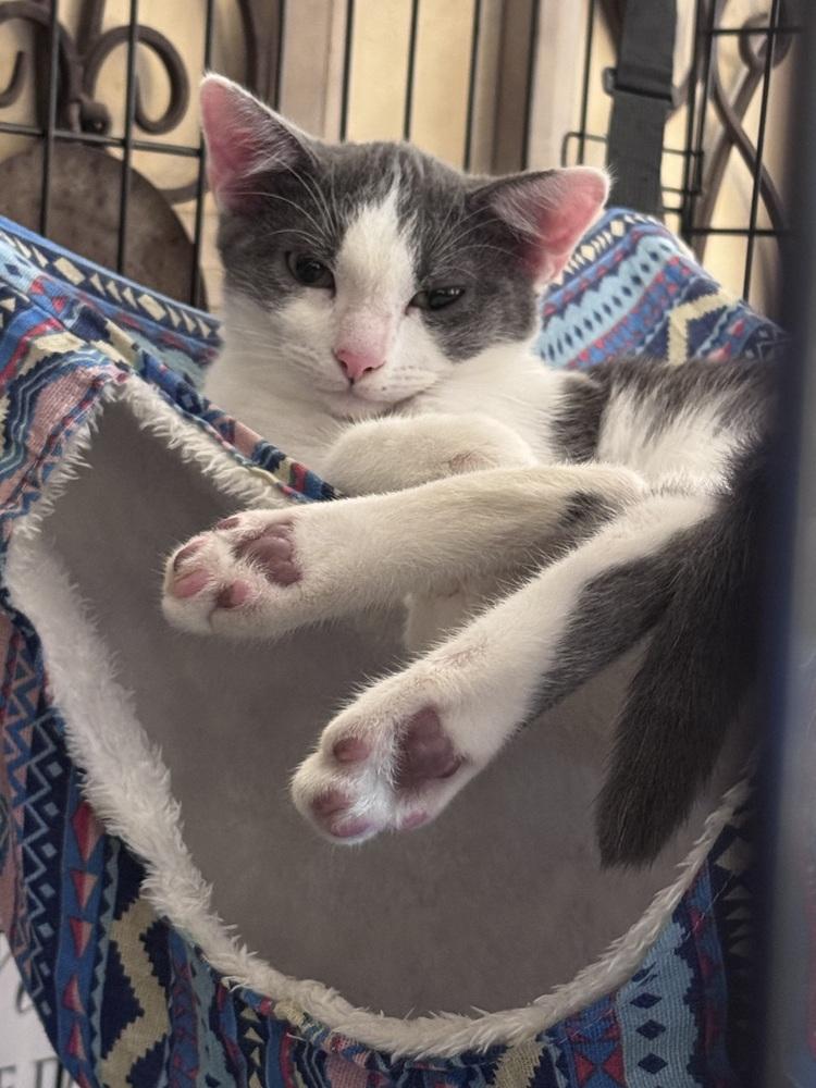 Enlarge Bailey, a Adoptable mixed breed in Plumerville, AR image 2/3