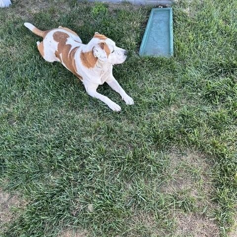 Ginni, adopted, Adult Female Hound & Labrador Retriever.