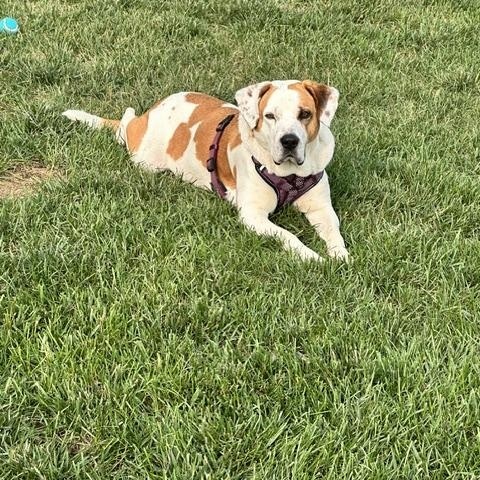 Enlarge Ginni, an adopted mixed breed in Ruther Glen, VA image 5/5
