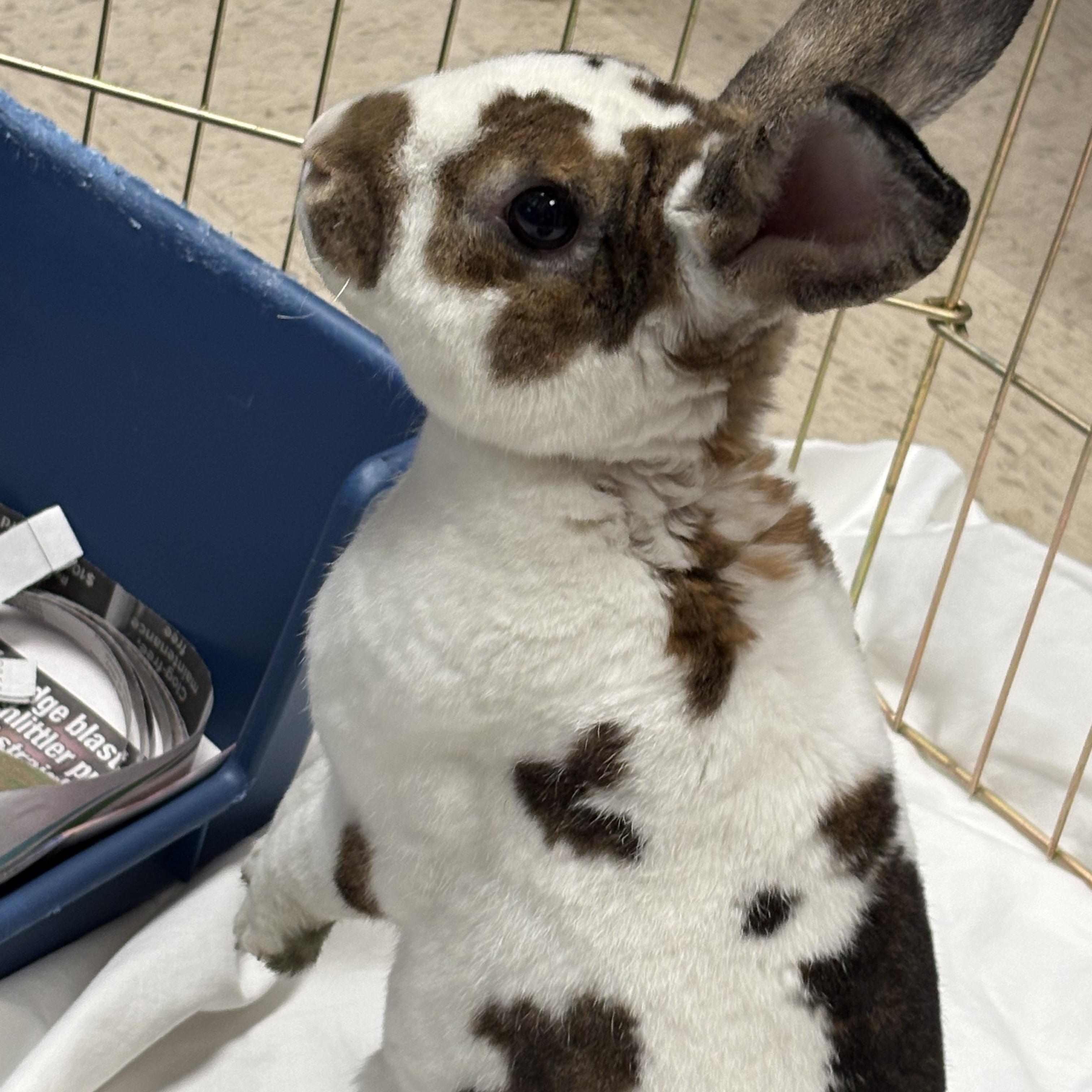 Dallas, an adopted Rex in Teterboro, NJ image 2/3