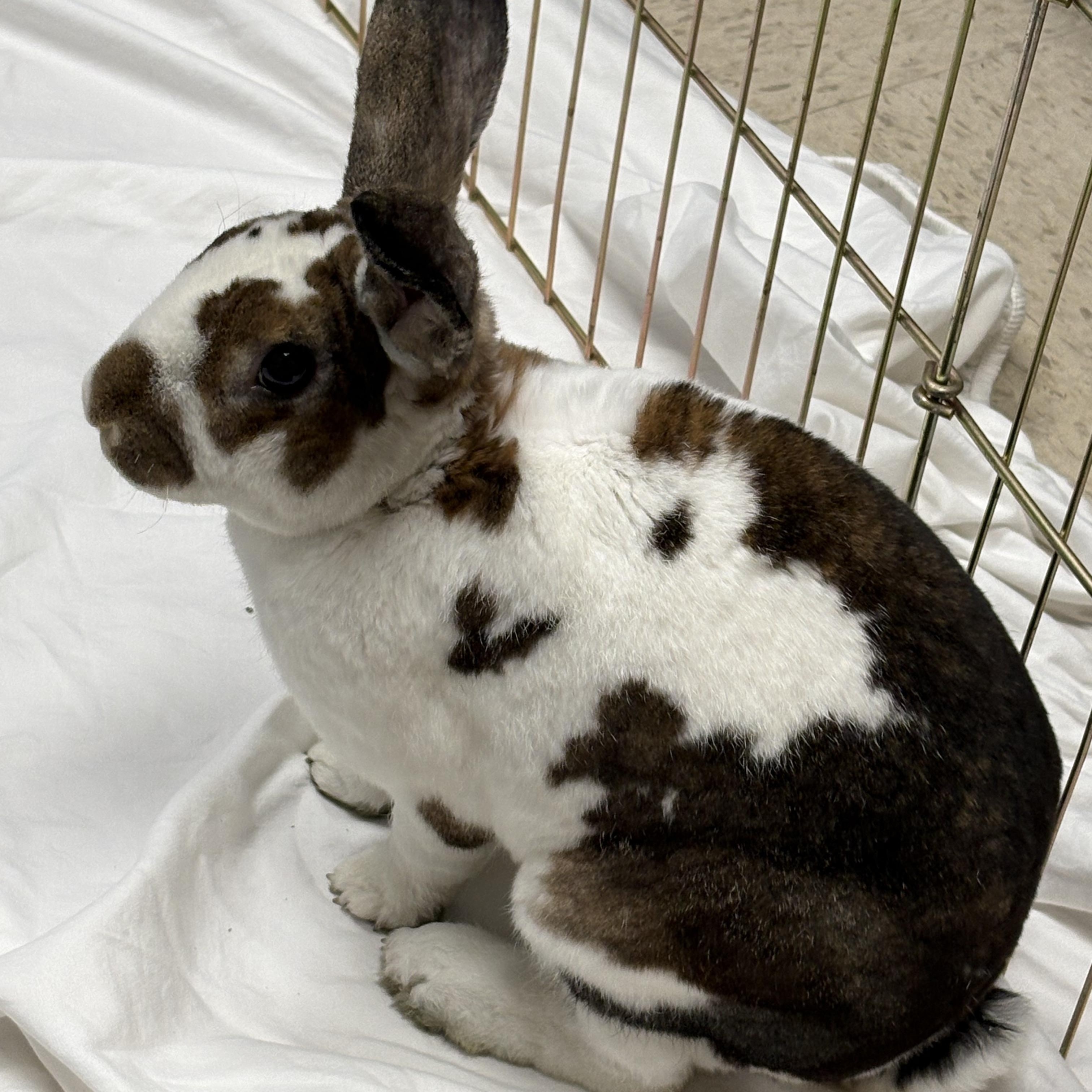 Dallas, adopted, Adult Male Rex.