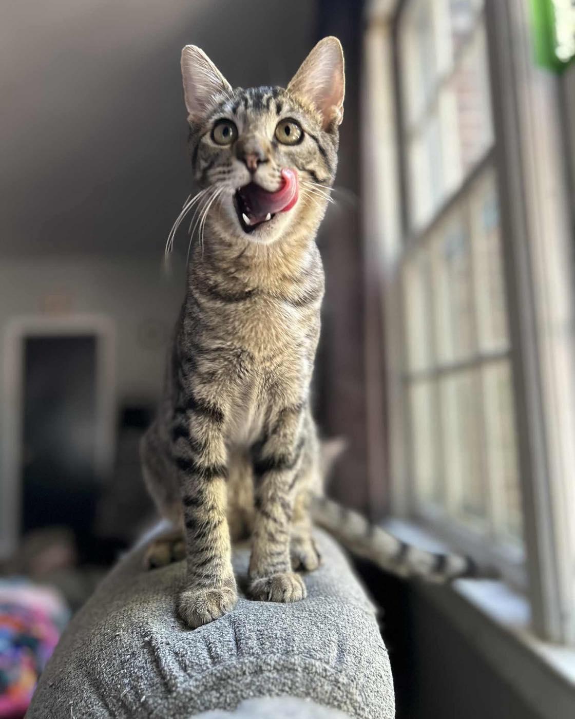 Slider, Adoptable, Young Male Tabby.