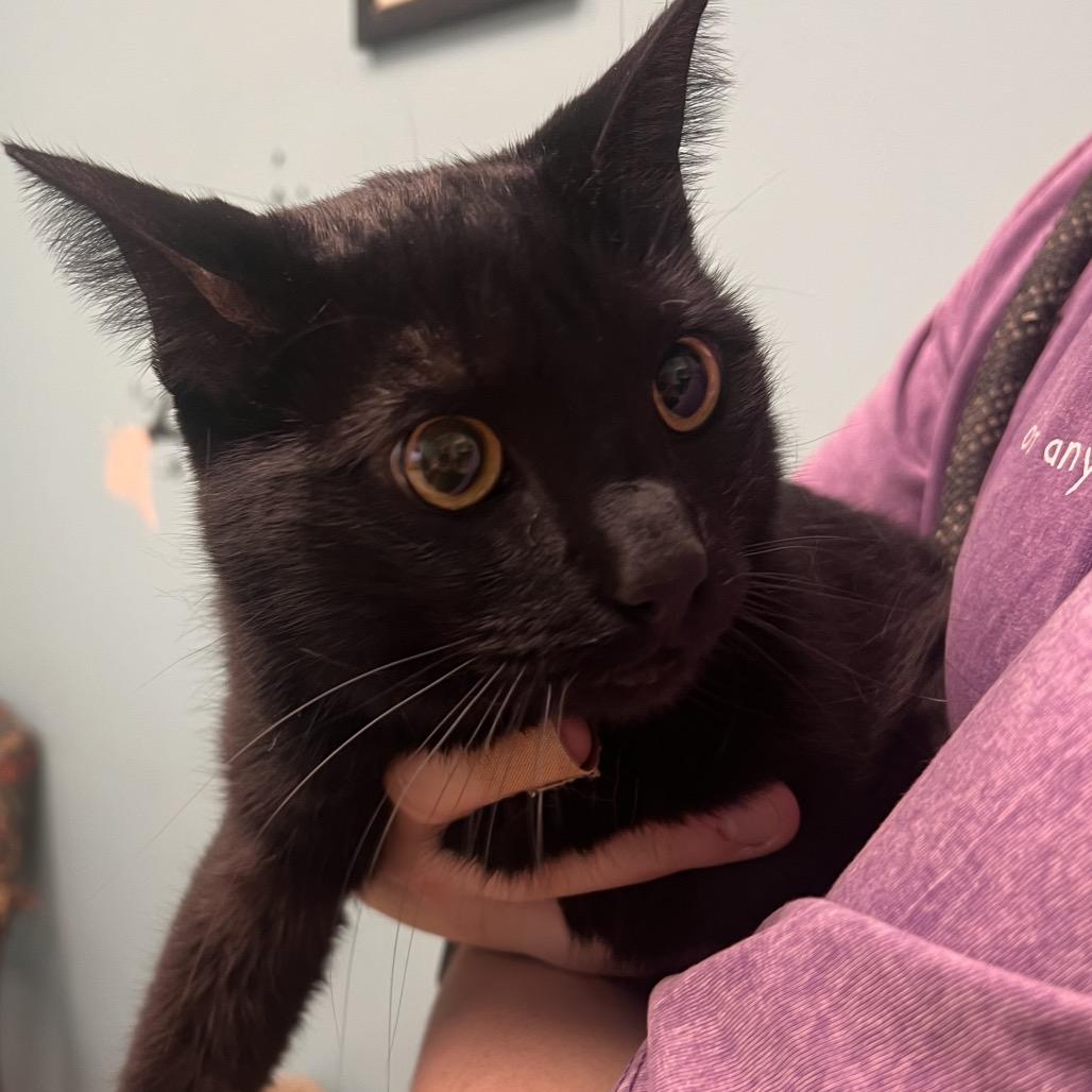 Isaiah, Adoptable, Young Male Domestic Short Hair.