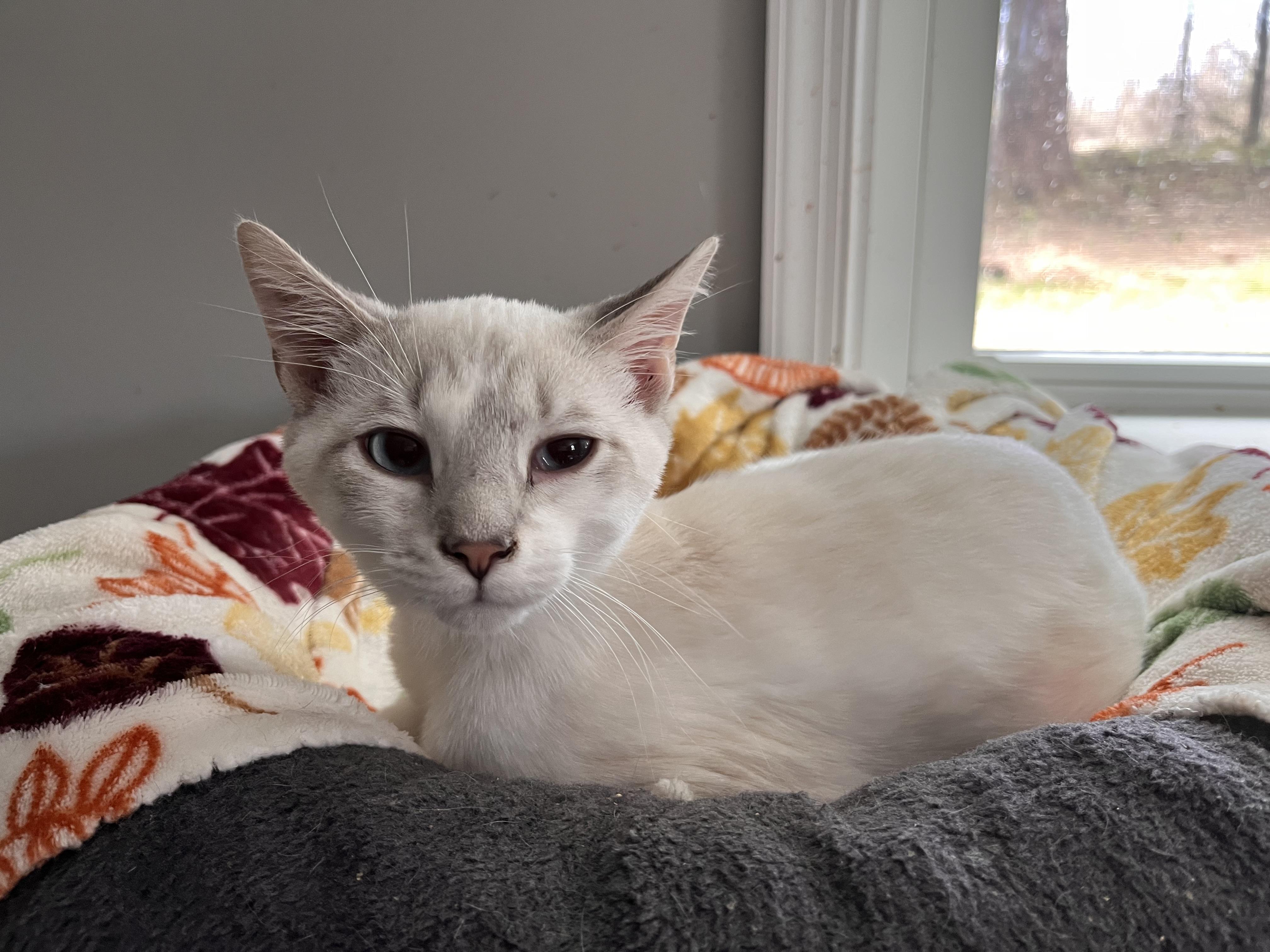 Enlarge Nickolas, an adopted Siamese in Landenberg, PA image 2/3