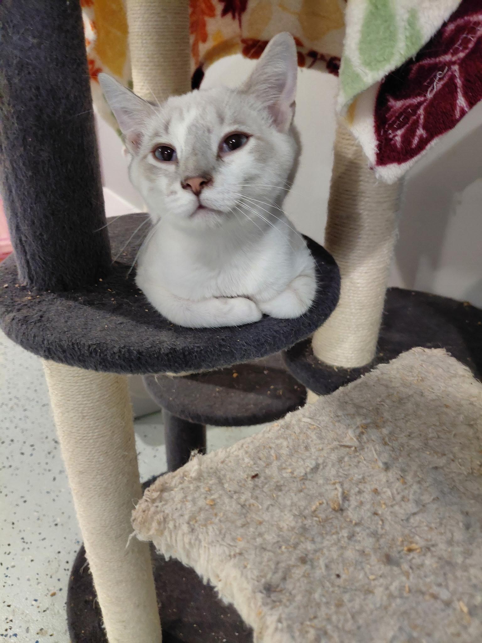 Enlarge Nickolas, an adopted Siamese in Landenberg, PA image 3/3