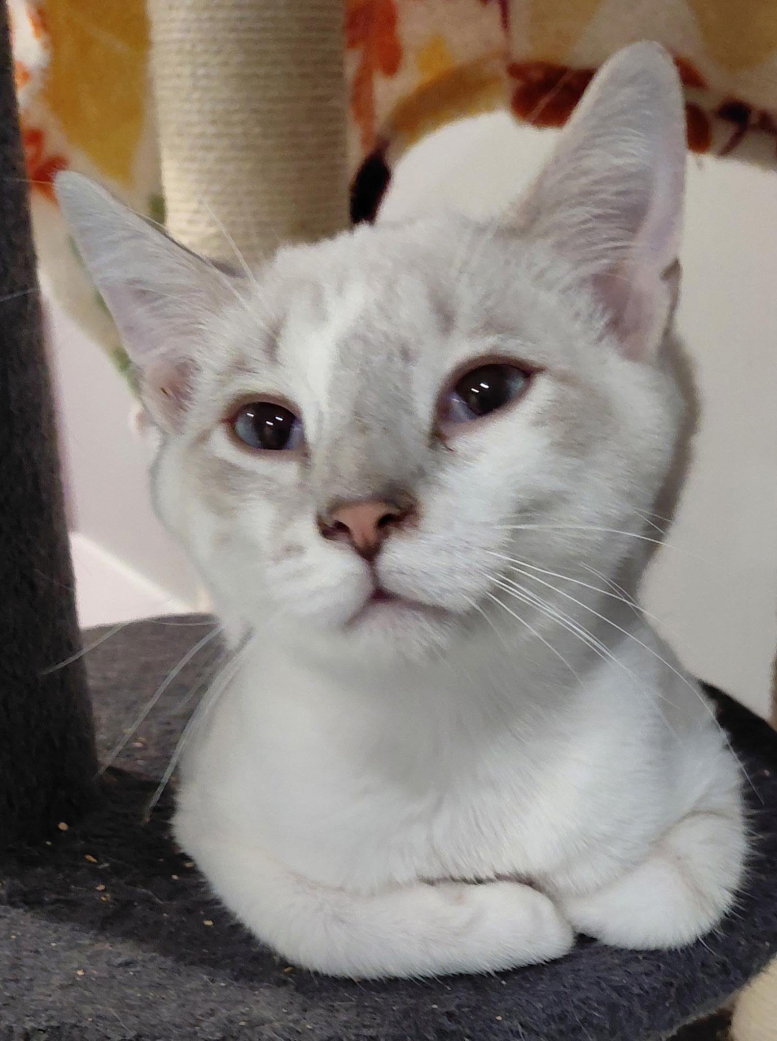 Nickolas, adopted, Kitten Male Siamese.