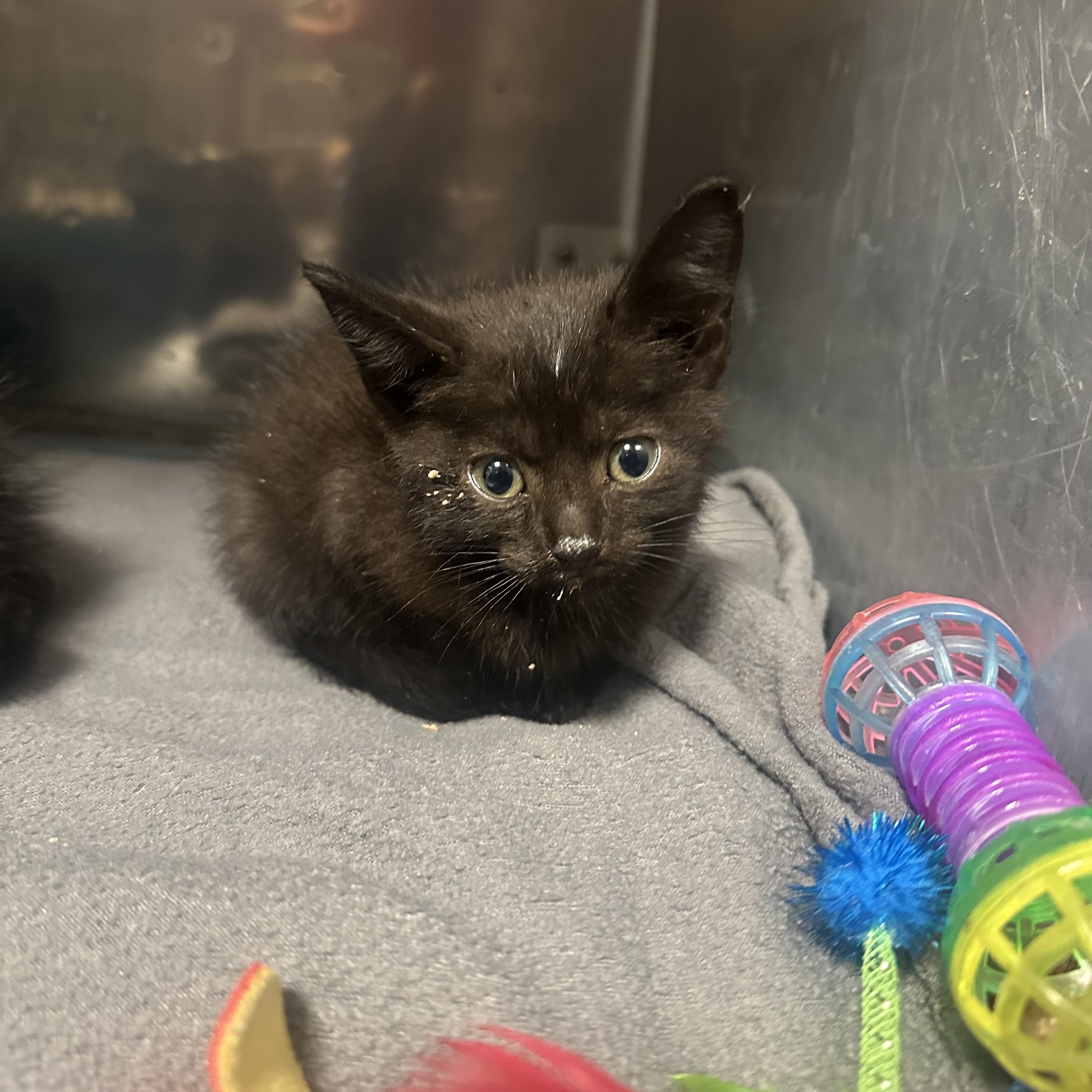 Enlarge Angel, a Adoptable Domestic Short Hair in Loogootee, IN image 5/6