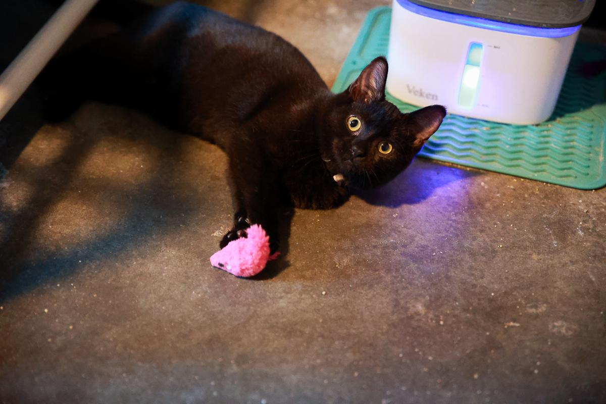 Enlarge Angel, a Adoptable Domestic Short Hair in Loogootee, IN image 3/6