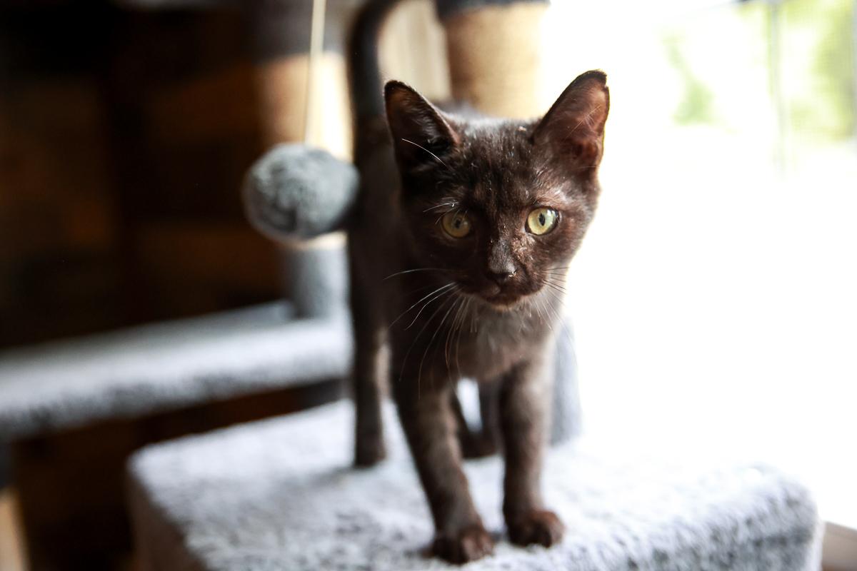 Enlarge Angel, a Adoptable Domestic Short Hair in Loogootee, IN image 4/6