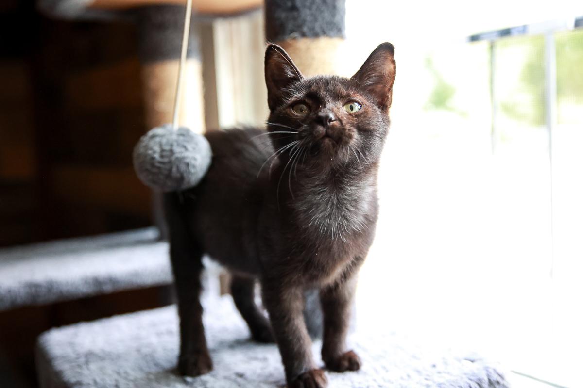 Enlarge Angel, a Adoptable Domestic Short Hair in Loogootee, IN image 6/6