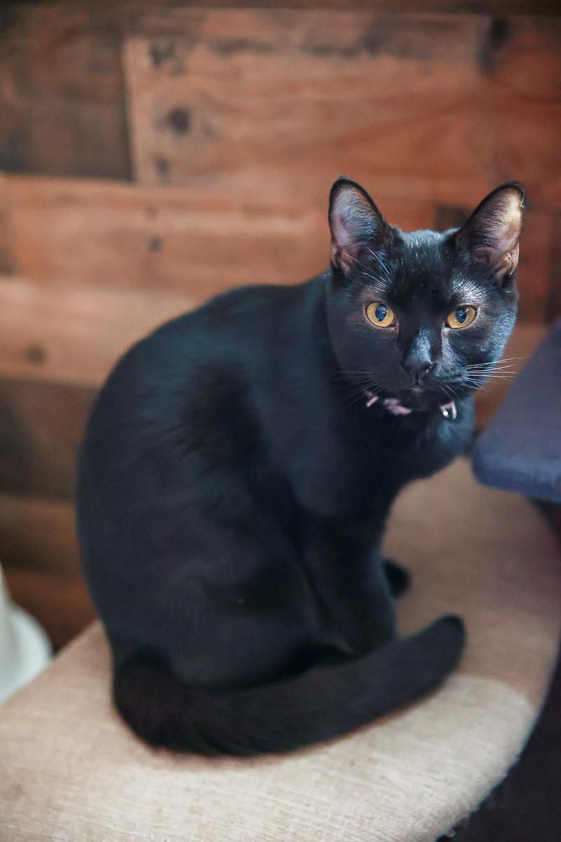 Enlarge Angel, a Adoptable Domestic Short Hair in Loogootee, IN image 1/5