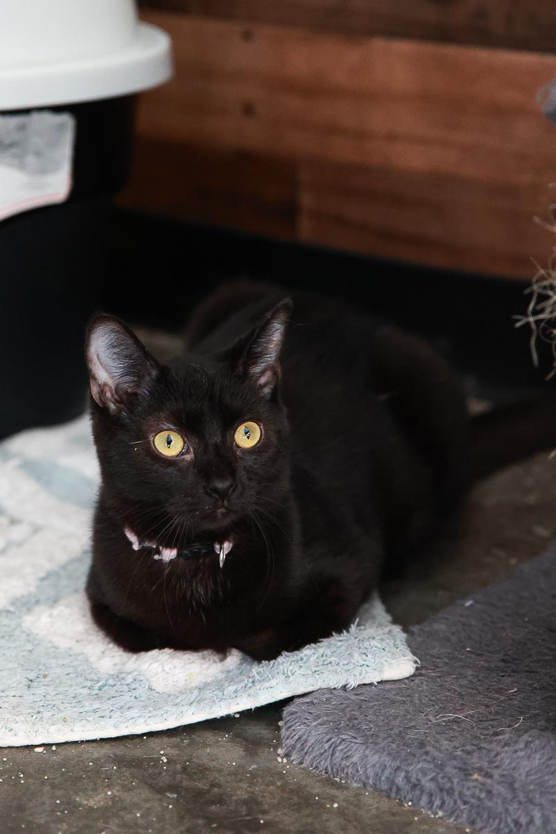 Angel, Adoptable, Young Female Domestic Short Hair.