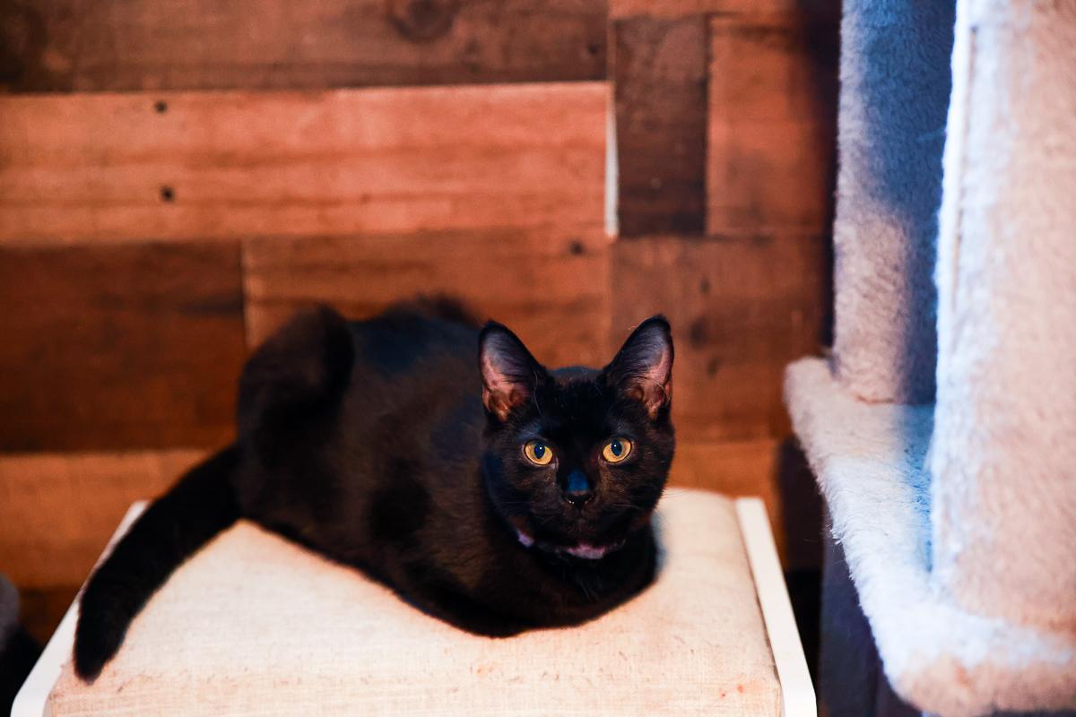 Enlarge Angel, a Adoptable Domestic Short Hair in Loogootee, IN image 2/6