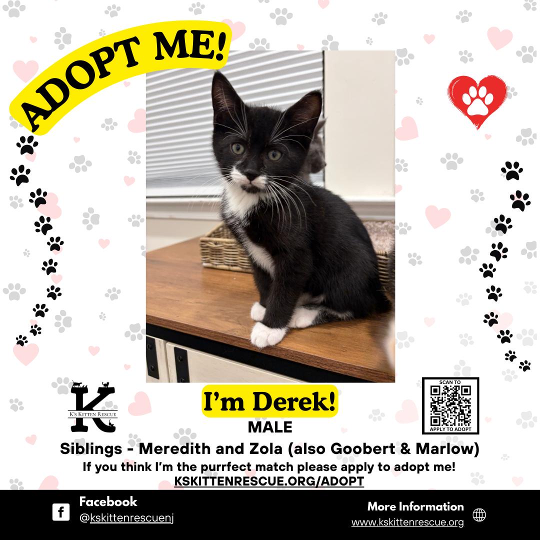 Derek, ADOPTABLE, Kitten Male Domestic Short Hair.