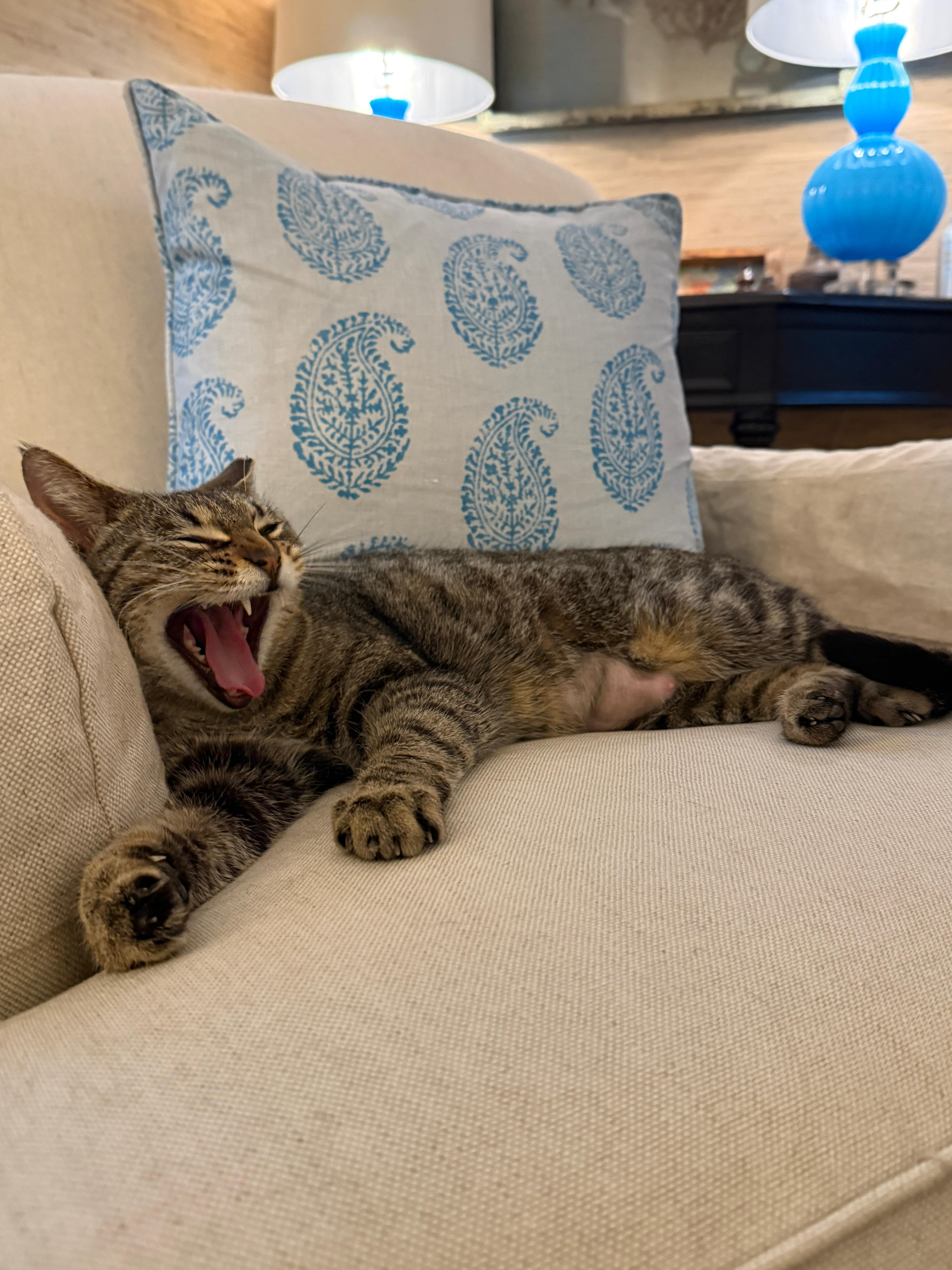 Farmer's Market aka "Markie", a ADOPTABLE Domestic Short Hair in Fort Belvoir, VA image 2/6