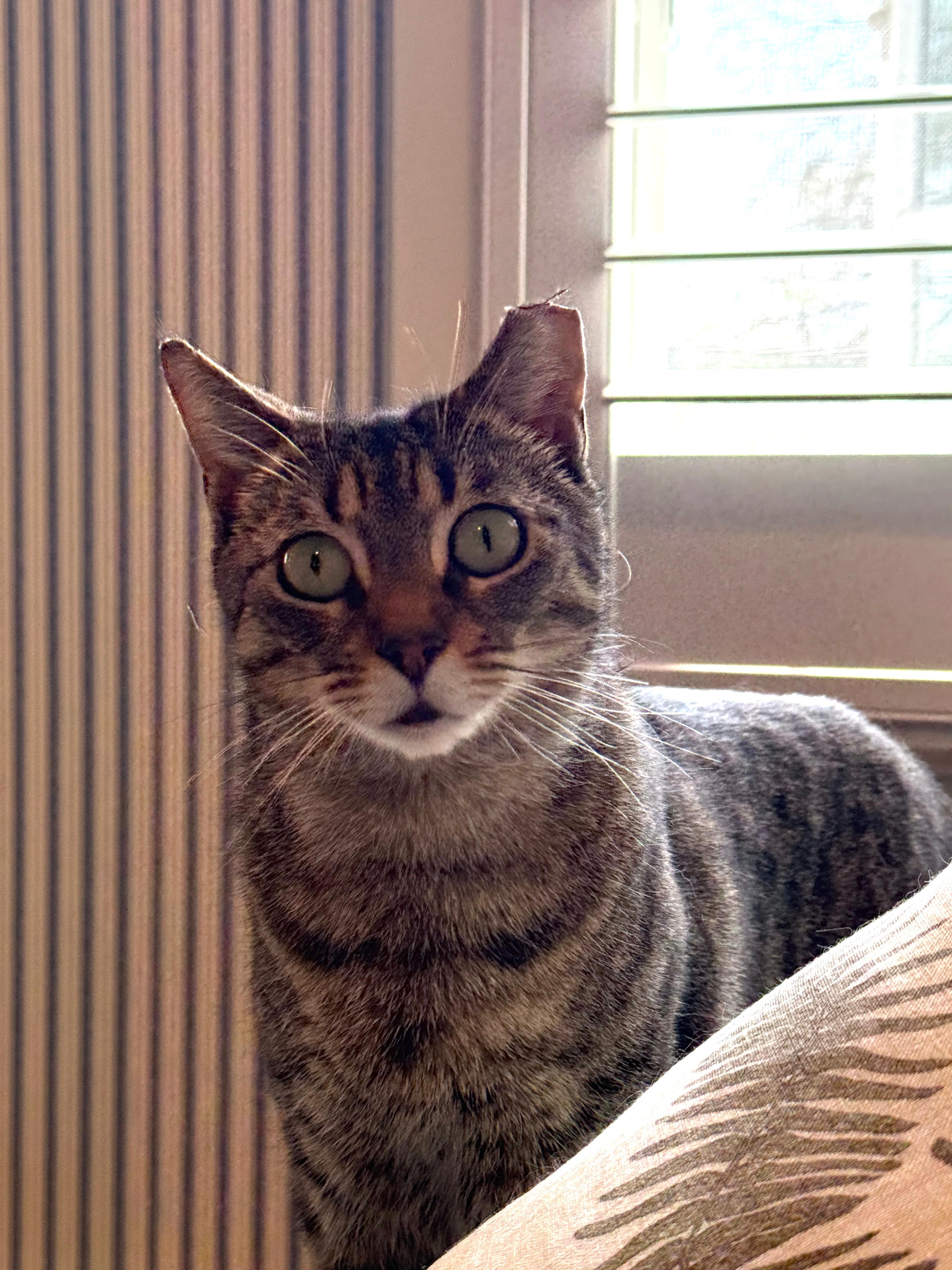 Farmer's Market aka "Markie", a ADOPTABLE Domestic Short Hair in Fort Belvoir, VA image 3/6