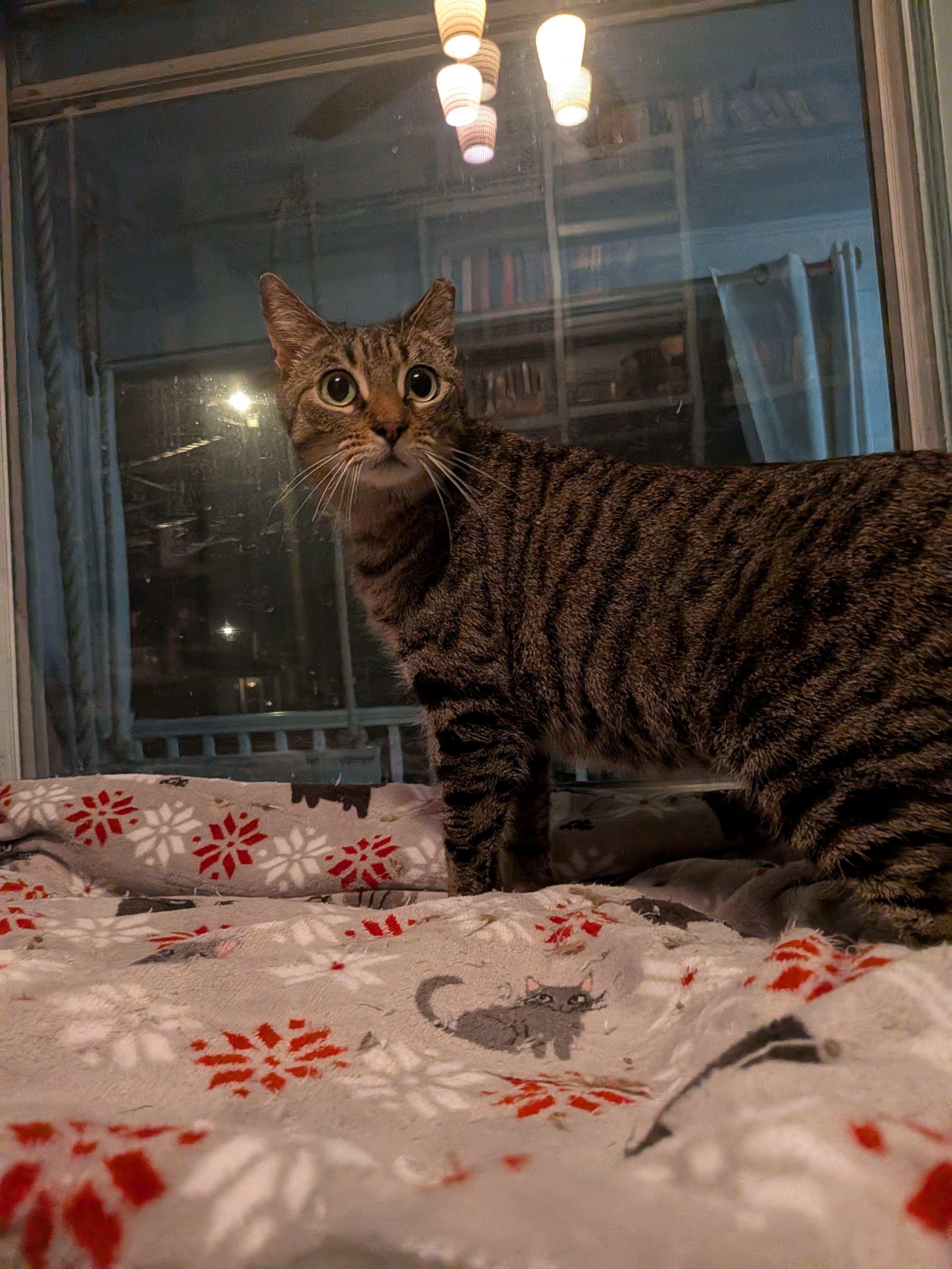 Enlarge Farmer's Market aka "Markie", a ADOPTABLE Domestic Short Hair in Fort Belvoir, VA image 4/4