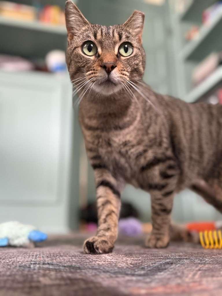 Farmer's Market aka "Markie", ADOPTABLE, Adult Female Domestic Short Hair.