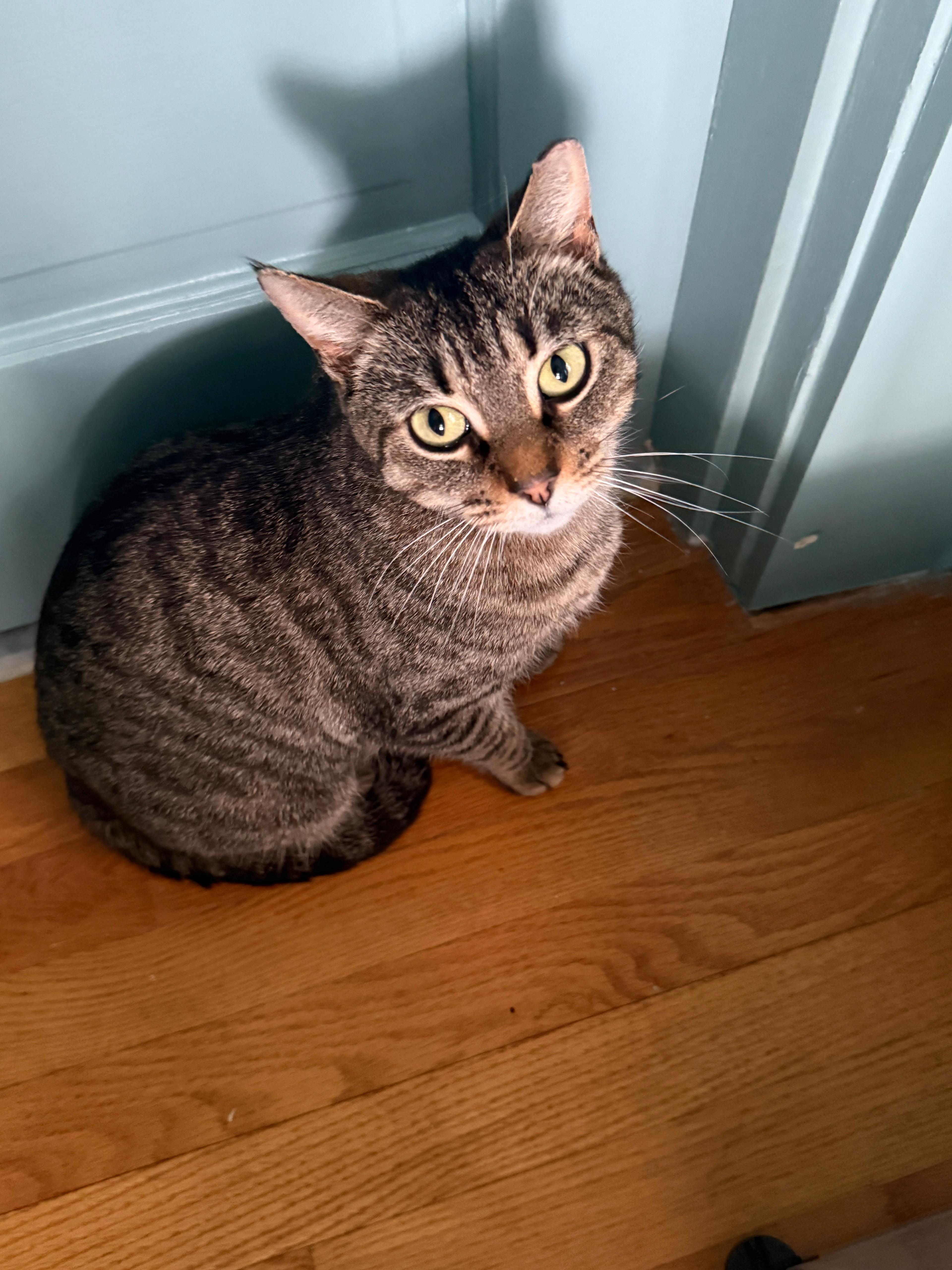 Enlarge Farmer's Market aka "Markie", a ADOPTABLE Domestic Short Hair in Fort Belvoir, VA image 2/4