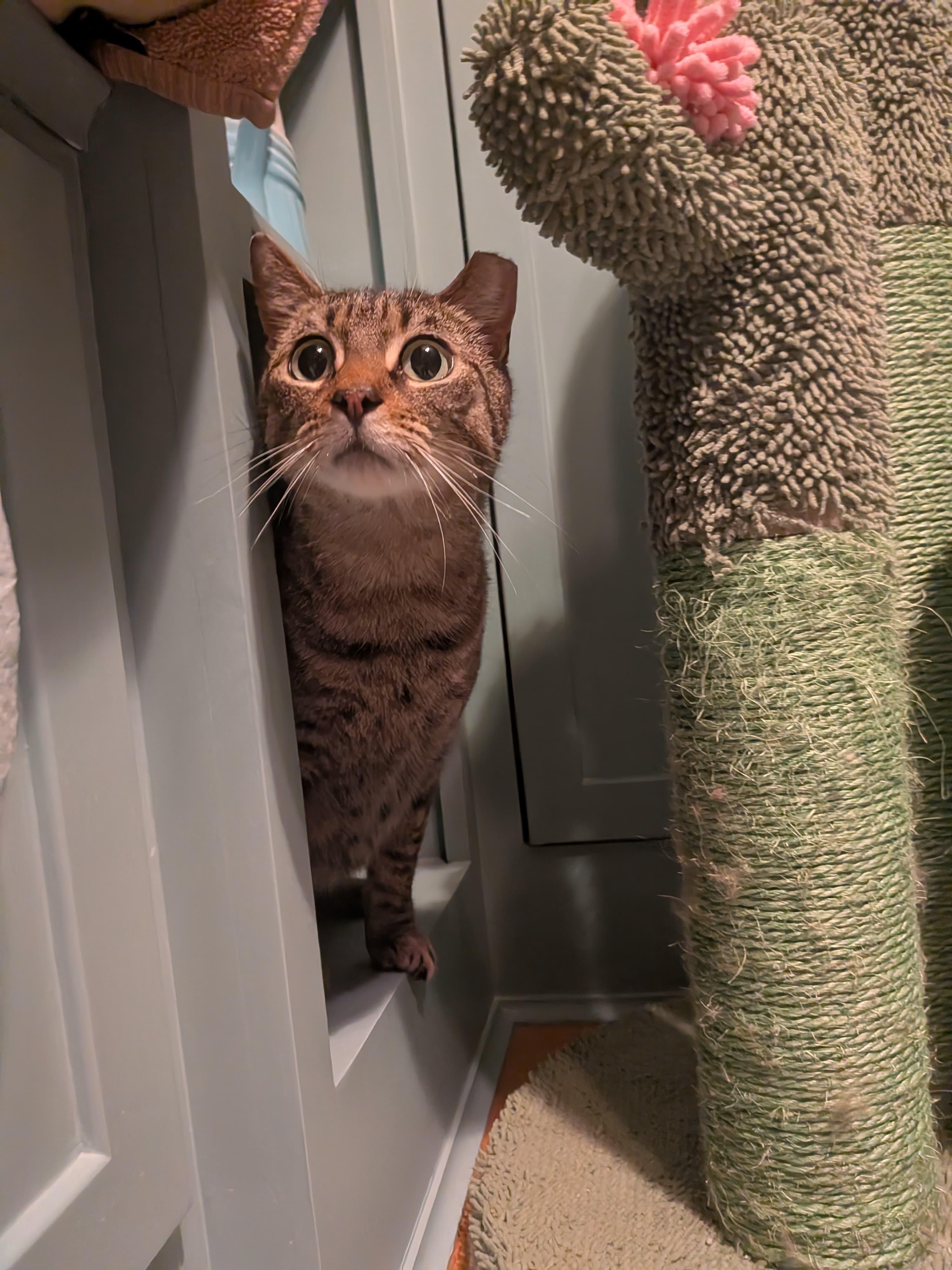 Farmer's Market aka "Markie", ADOPTABLE, Adult Female Domestic Short Hair.