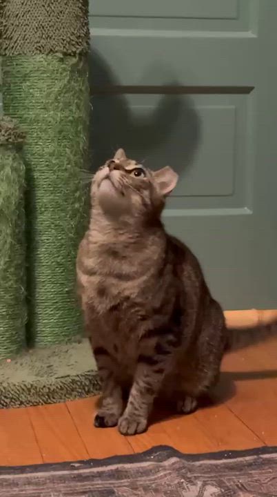Enlarge Farmer's Market aka "Markie", a ADOPTABLE Domestic Short Hair in Fort Belvoir, VA video 6/6