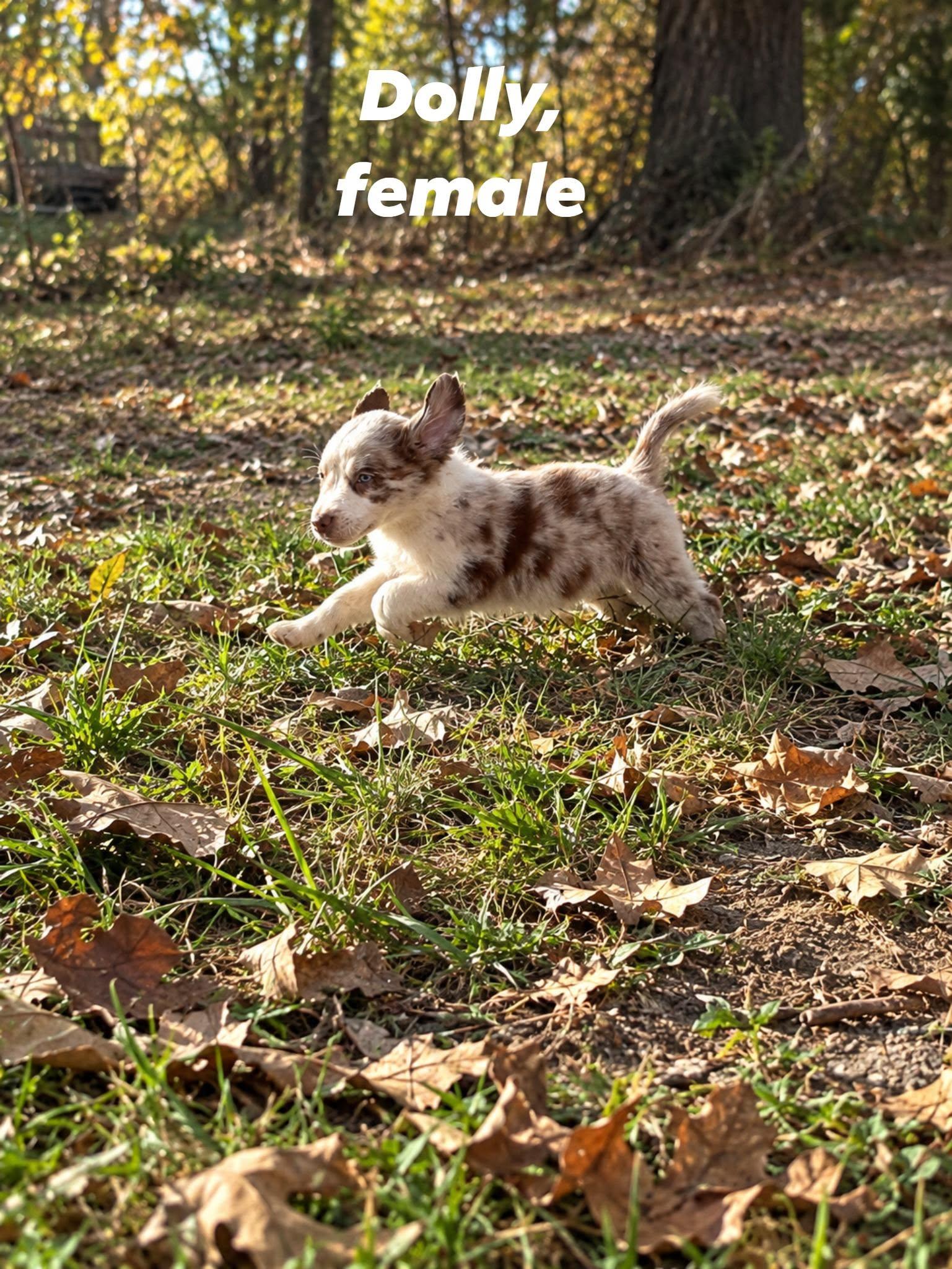 Enlarge Dolly, a Adoptable mixed breed in Middletown, NY image 4/4