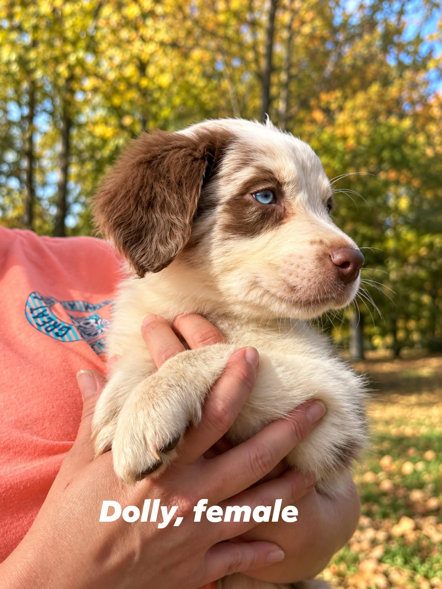 Enlarge Dolly, a Adoptable mixed breed in Middletown, NY image 2/4