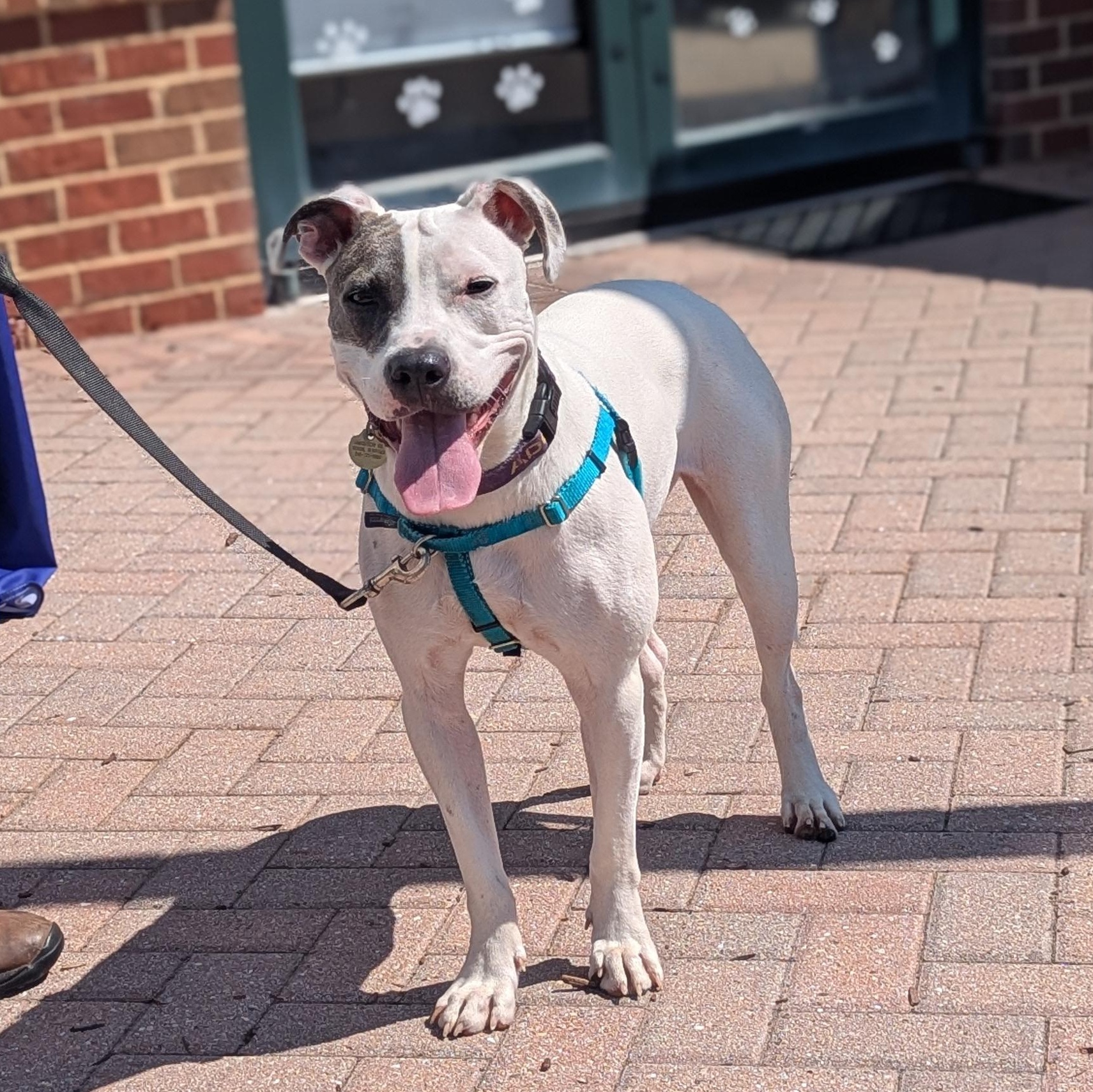 Enlarge Nina, an adoption pending mixed breed in Potomac, MD image 5/6