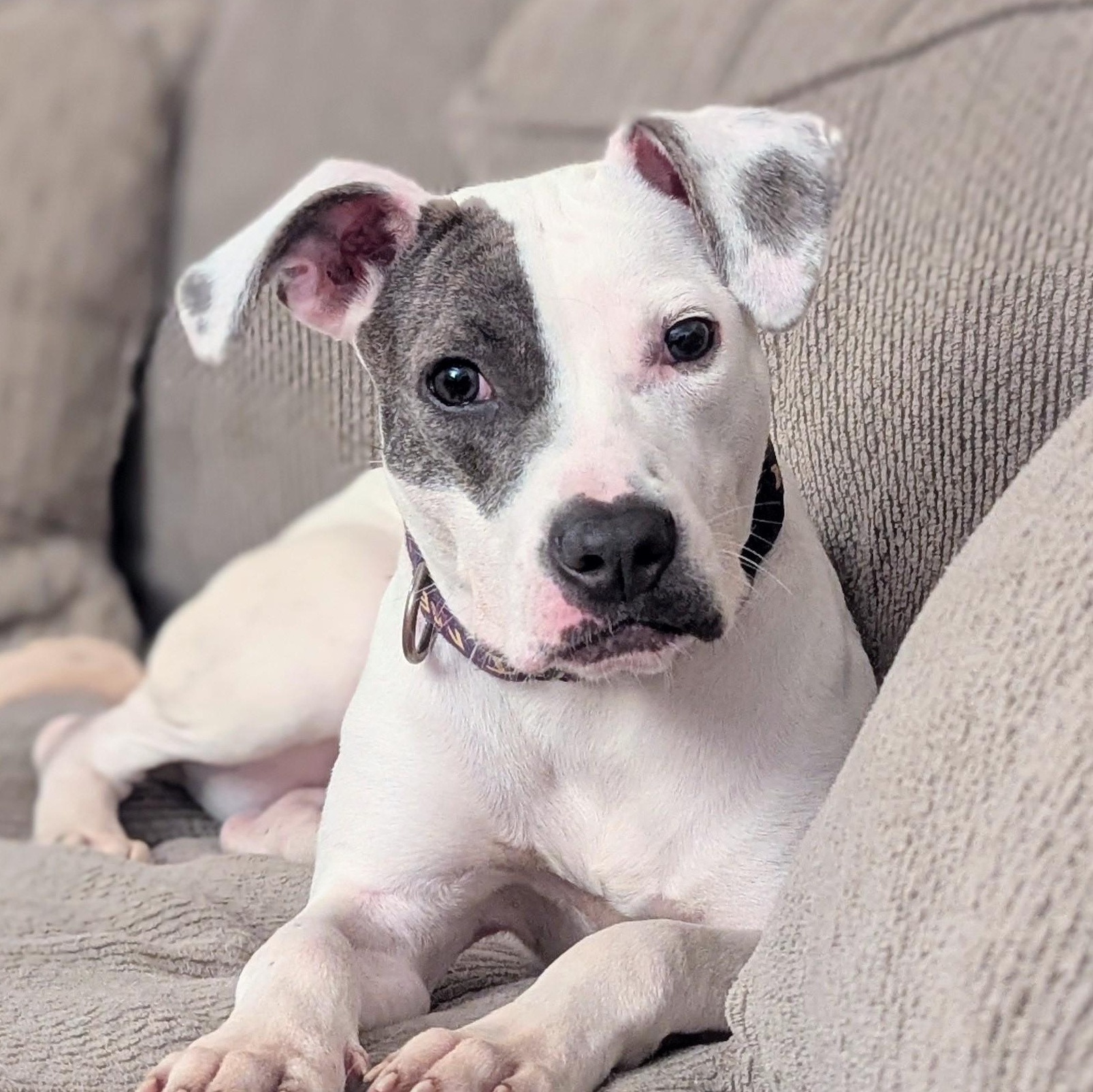 Nina, Adoptable, Young Female Pit Bull Terrier & Mixed Breed.