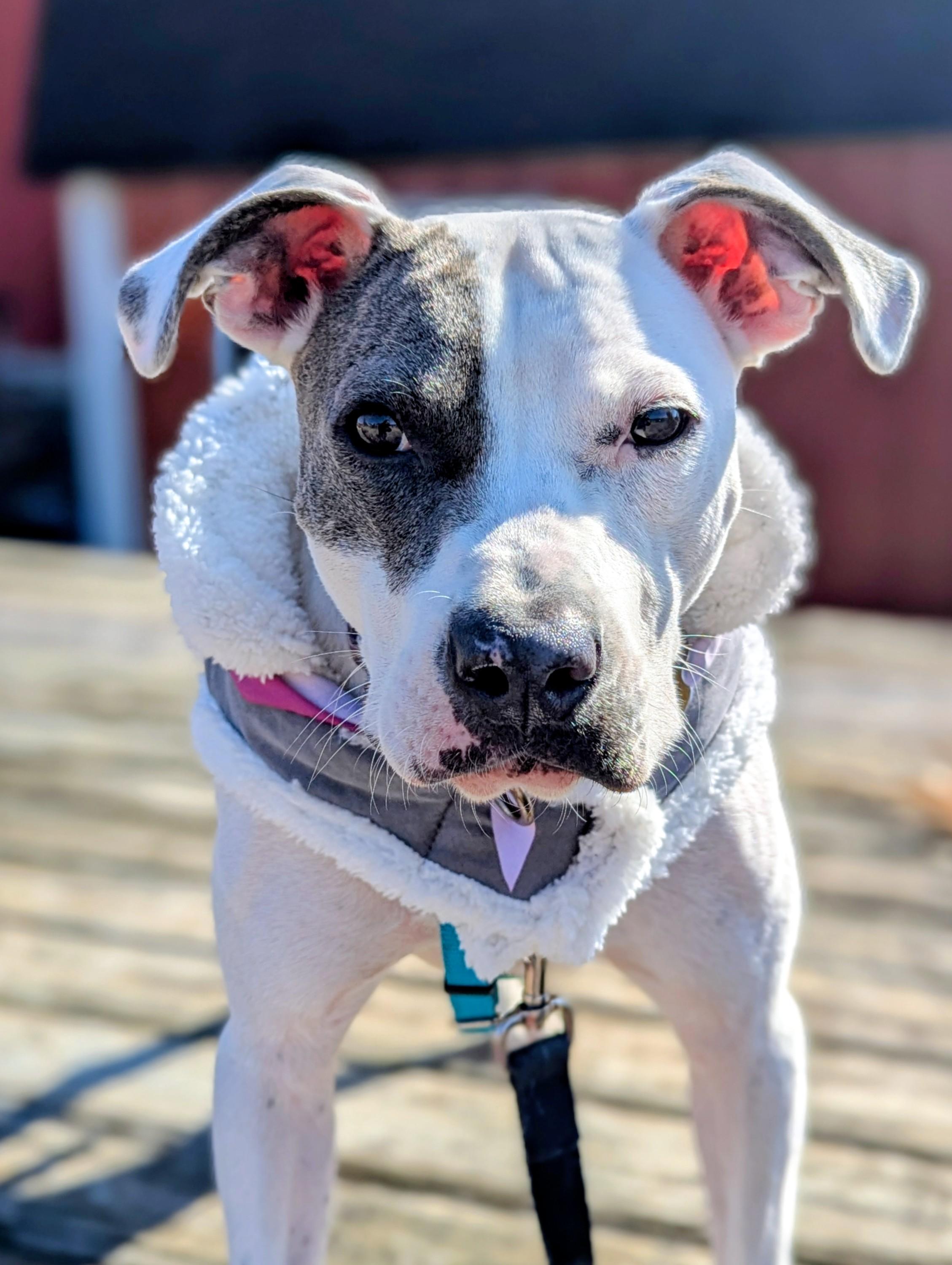 Nina, an adoptable mixed breed in Alexandria, VA image 2/6