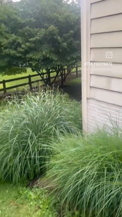 Enlarge Nina, an adoption pending mixed breed in Potomac, MD video 4/6