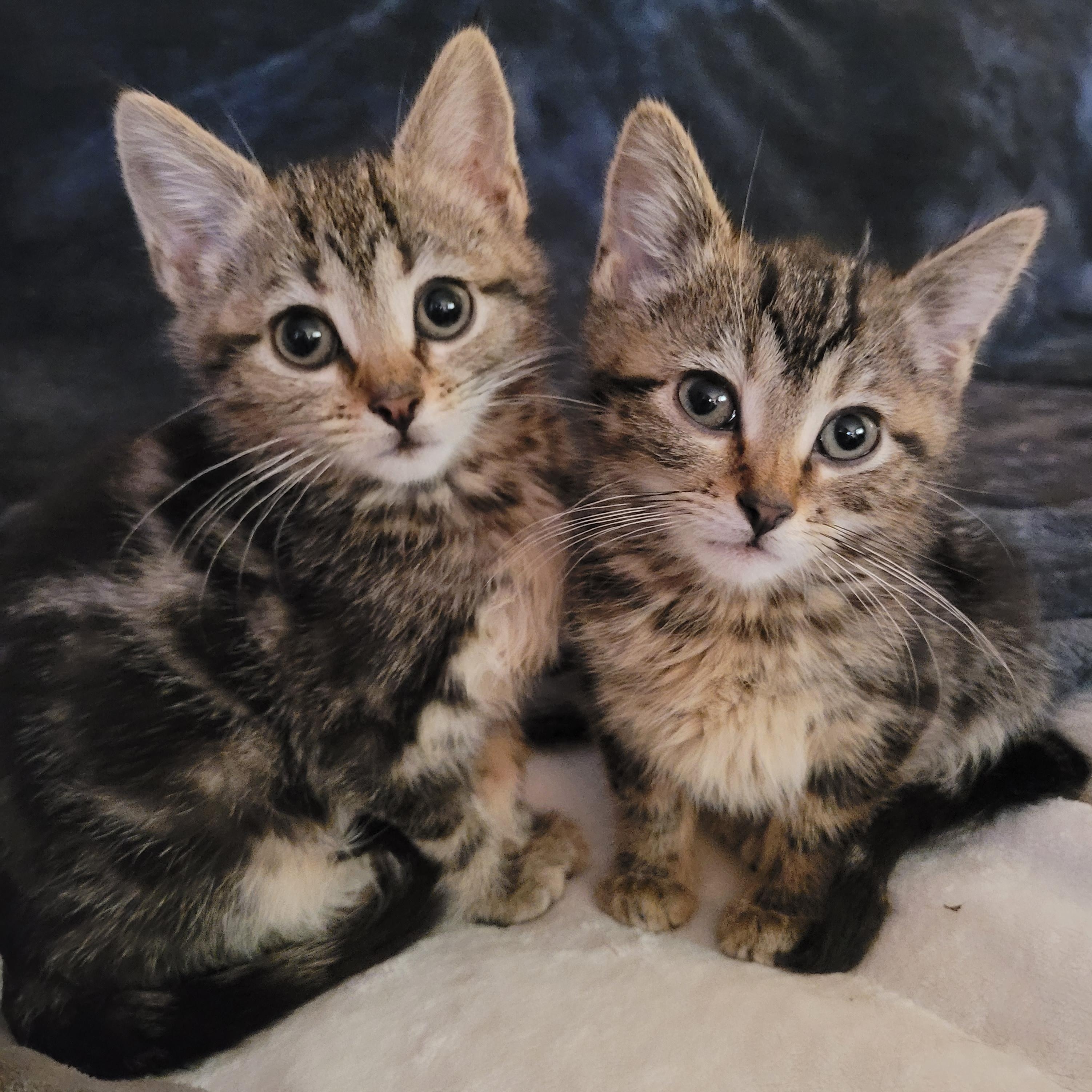 Enlarge Dawson & Clarissa, a Adoptable Domestic Short Hair in Indianapolis, IN image 3/5