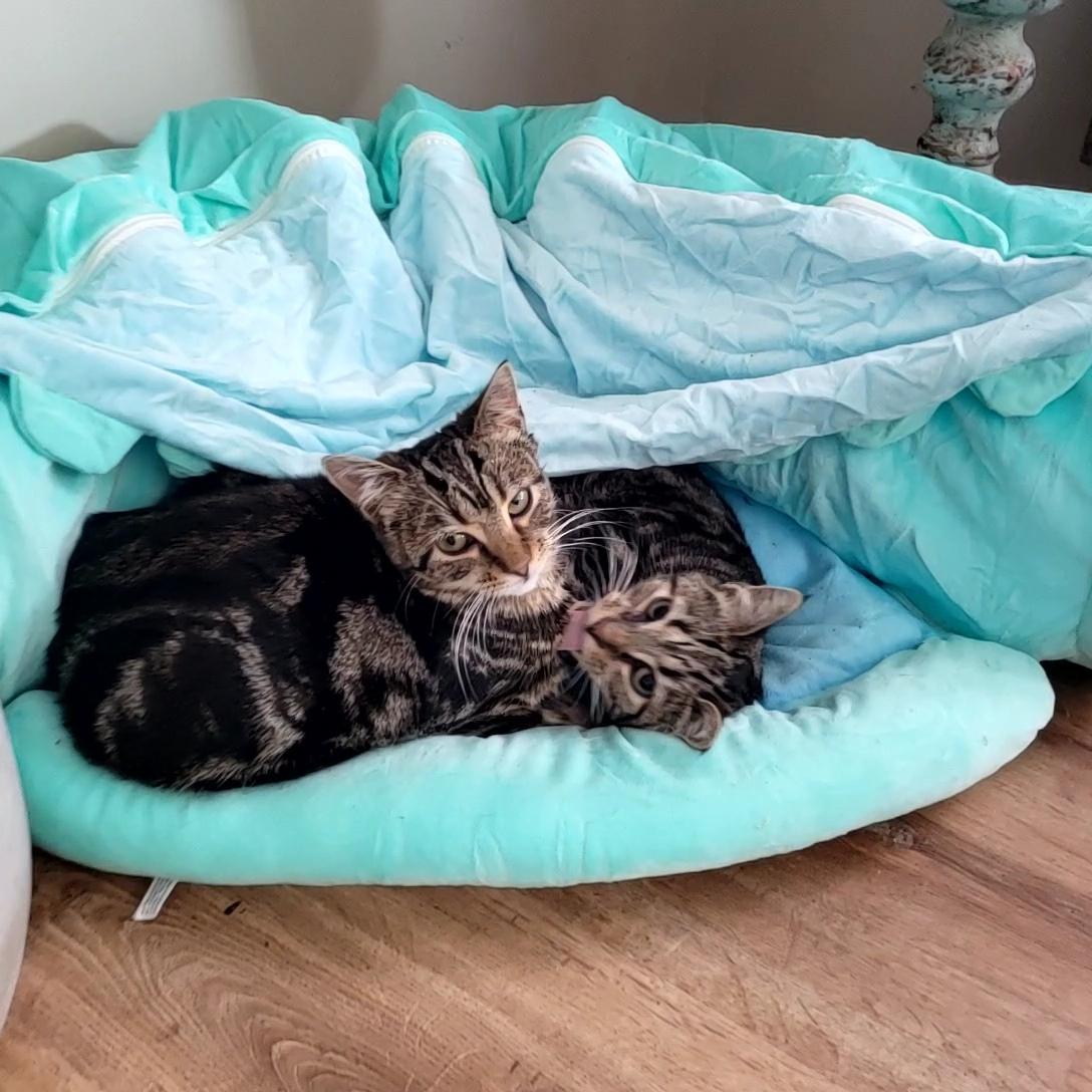 Enlarge Dawson & Clarissa, a Adoptable Domestic Short Hair in Indianapolis, IN image 5/6