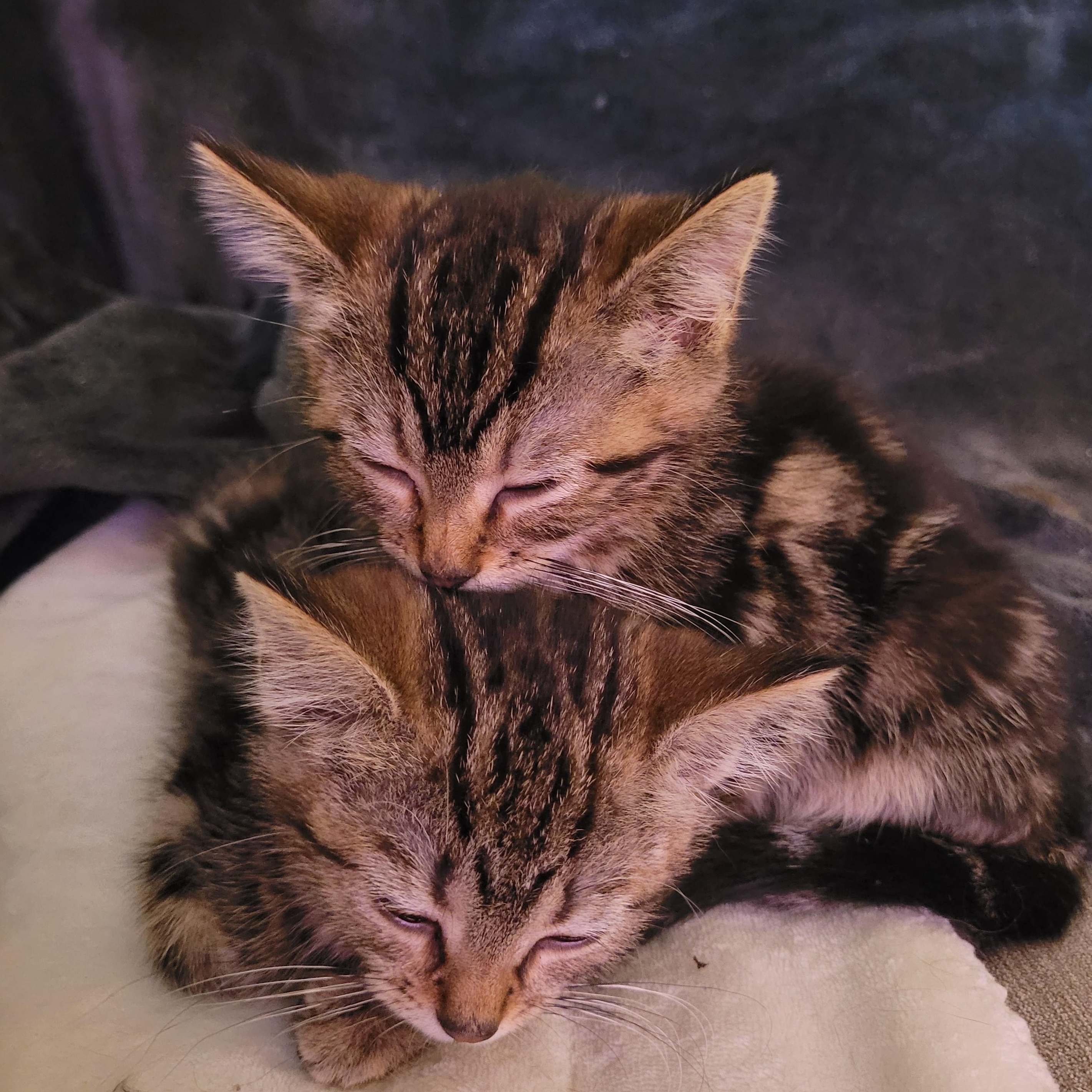 Dawson & Clarissa, Adoptable, Young Female Domestic Short Hair.