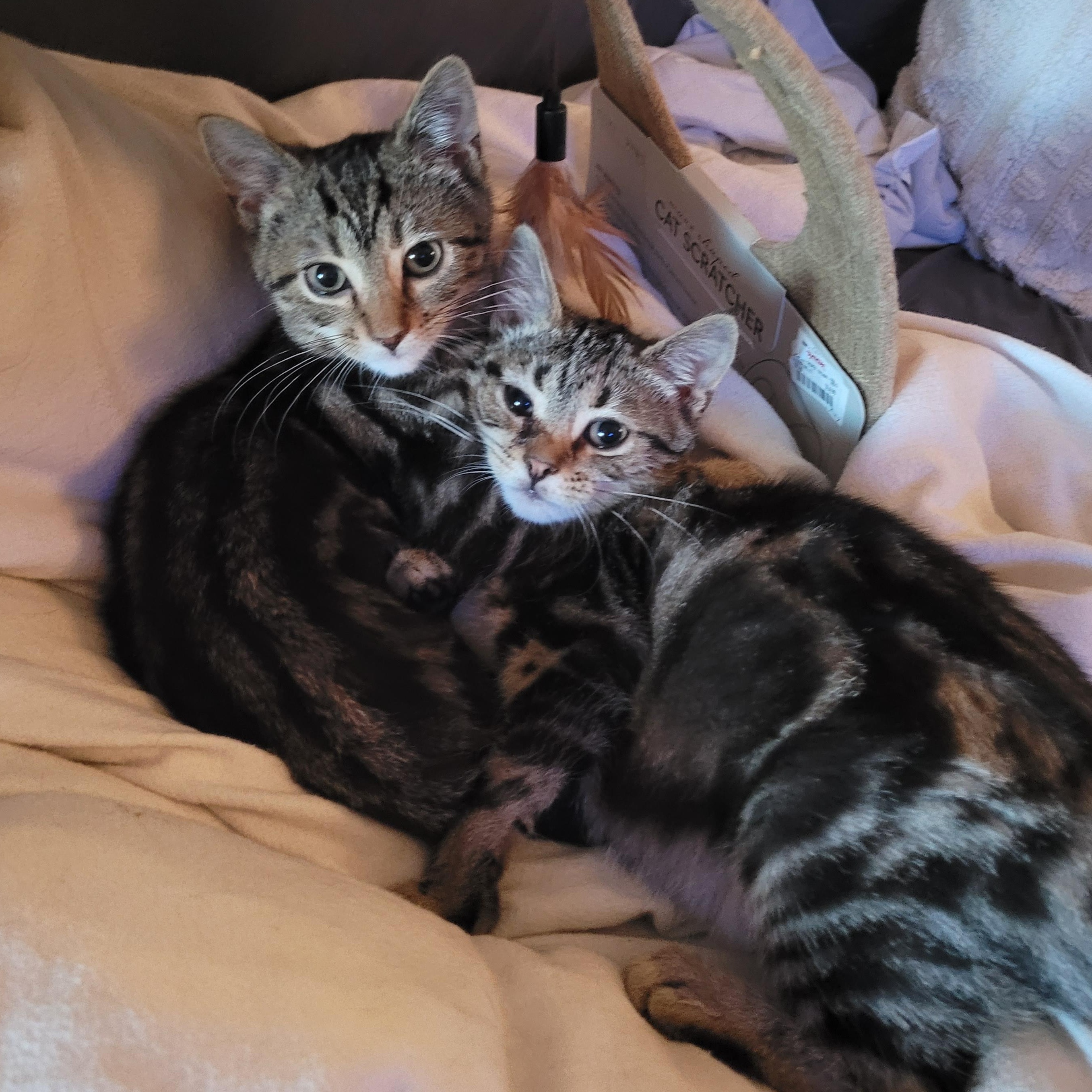 Enlarge Dawson & Clarissa, a Adoptable Domestic Short Hair in Indianapolis, IN image 5/5