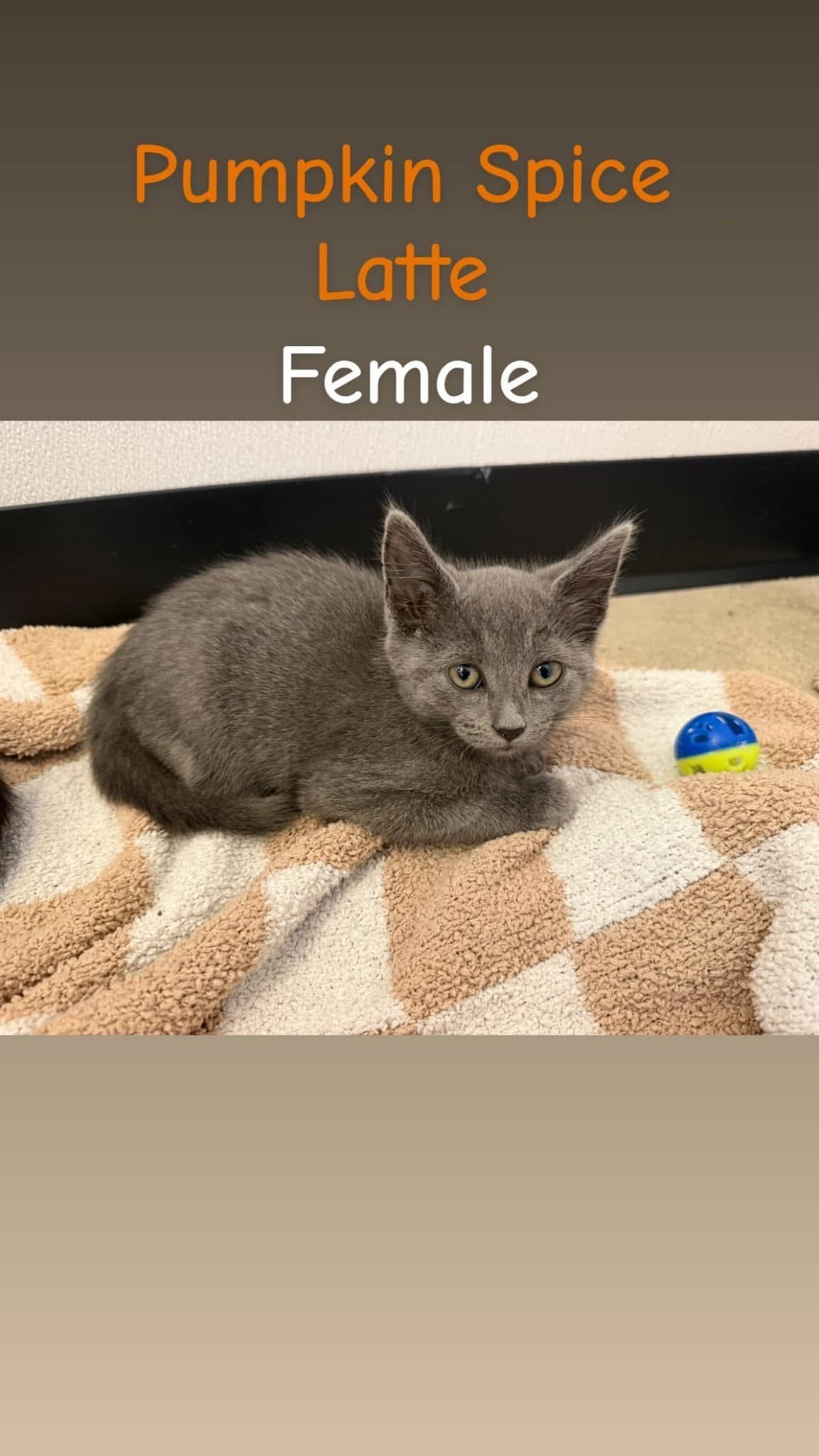 Pumpkin Spice Latte, Adopted, Kitten Female Domestic Short Hair.