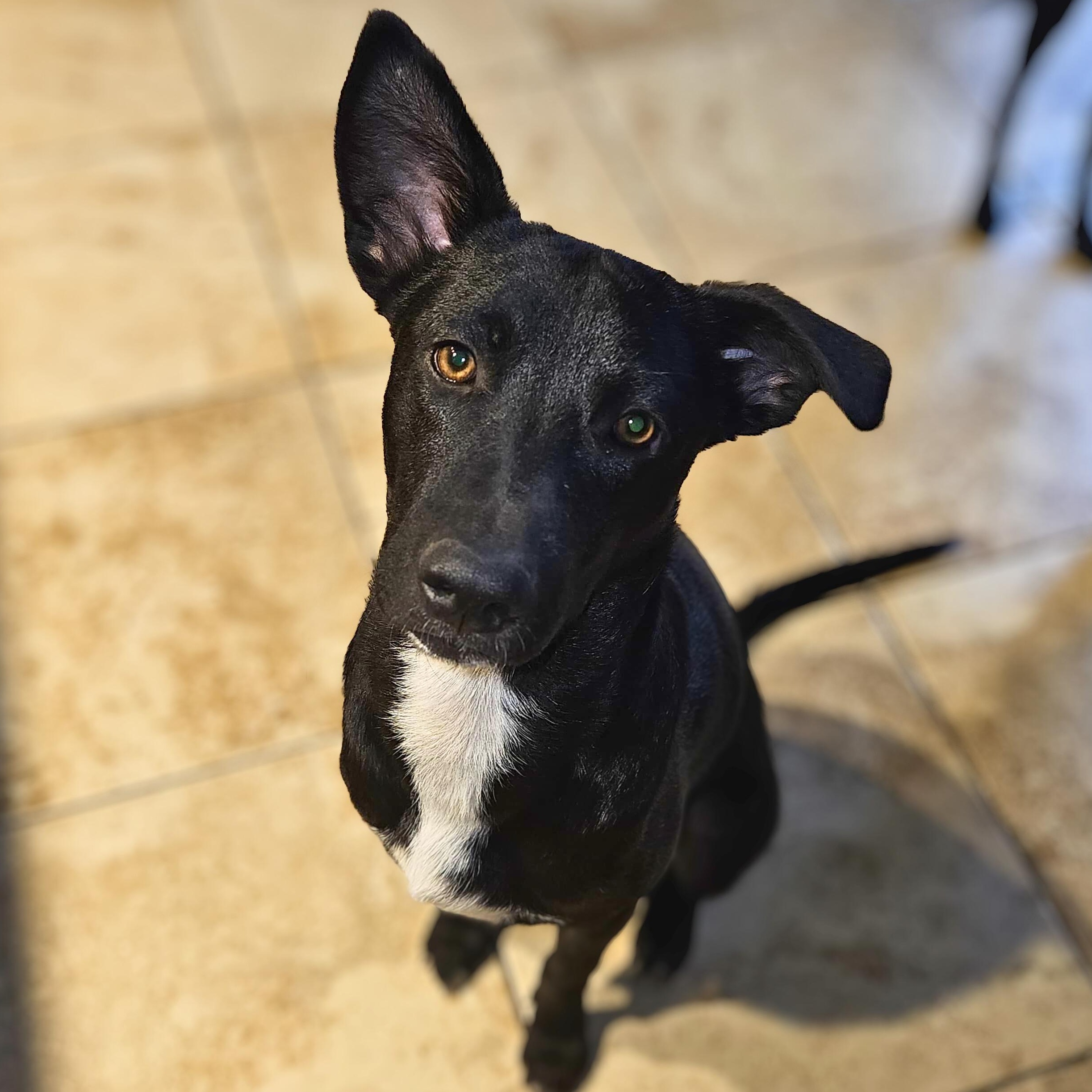 Rhett, a Adoptable mixed breed in Annapolis, MD image 3/6