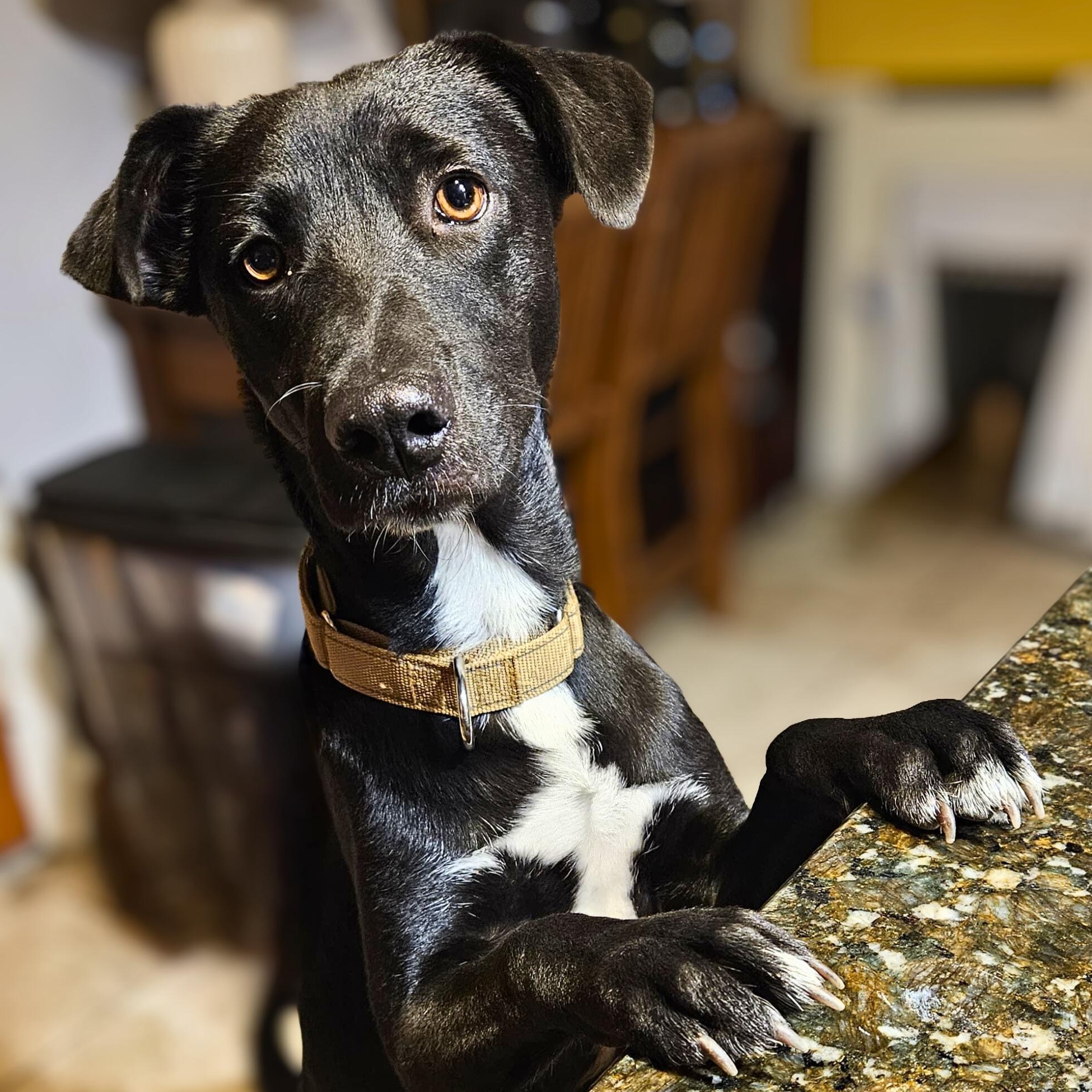 Rhett, a Adoptable mixed breed in Annapolis, MD image 4/6