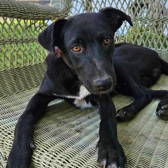 Rhett, a Adoptable mixed breed in Annapolis, MD image 5/6
