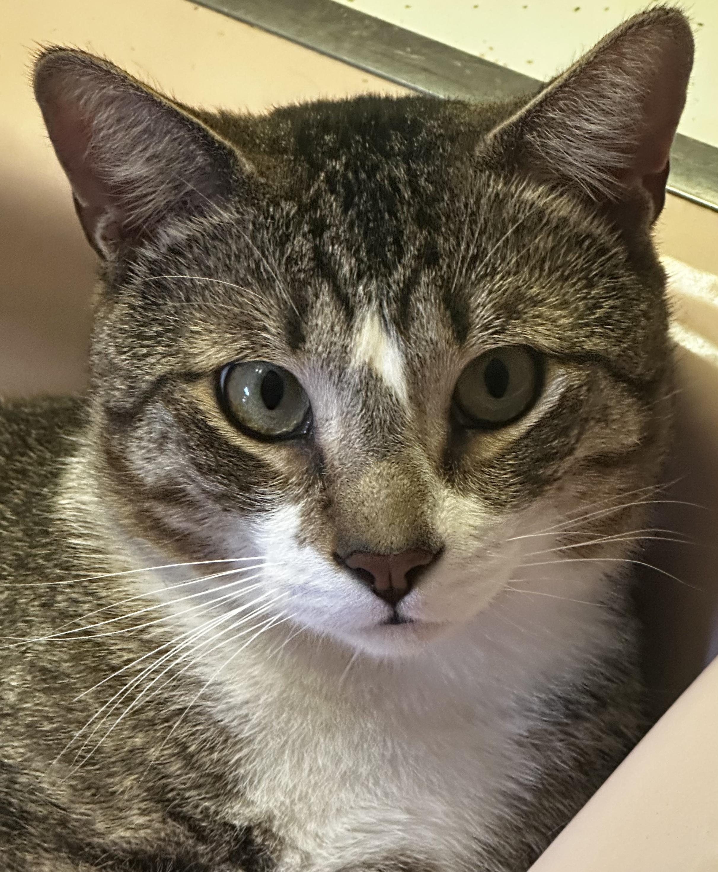 Logan, a Adoptable Domestic Short Hair in staten island, NY image 1/4