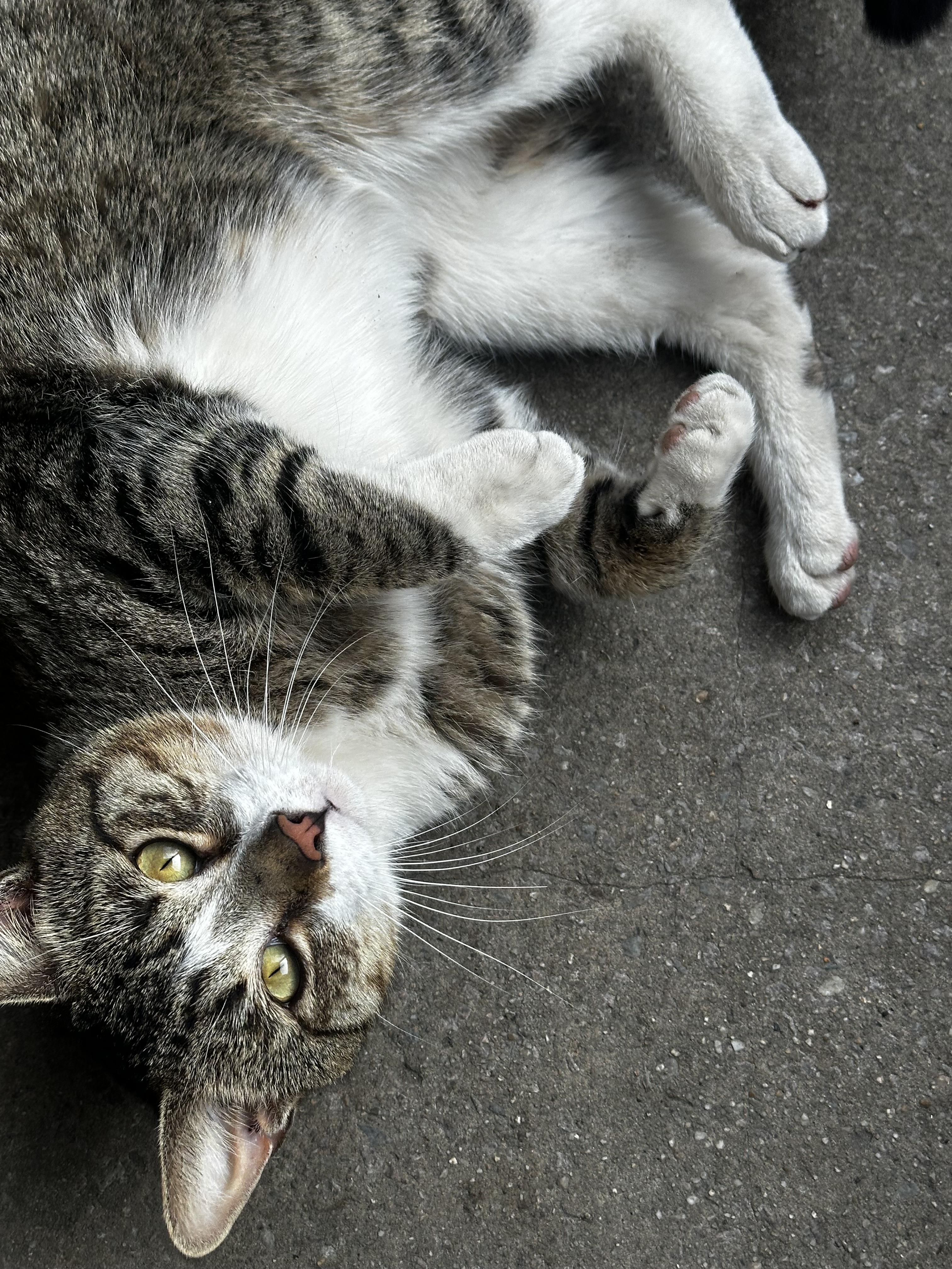 Logan, a Adoptable Domestic Short Hair in staten island, NY image 2/4