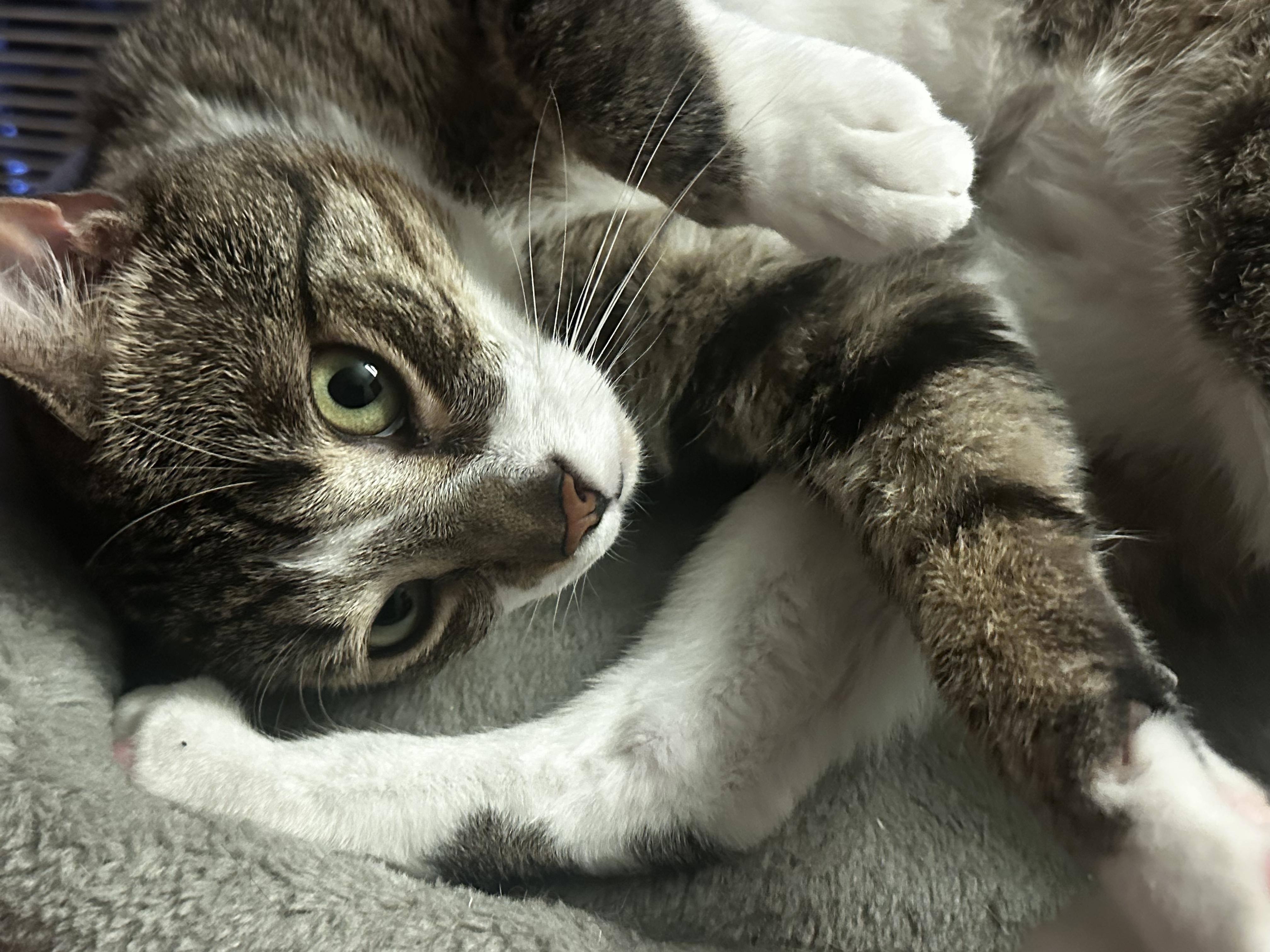 Logan, a Adoptable Domestic Short Hair in staten island, NY image 3/4